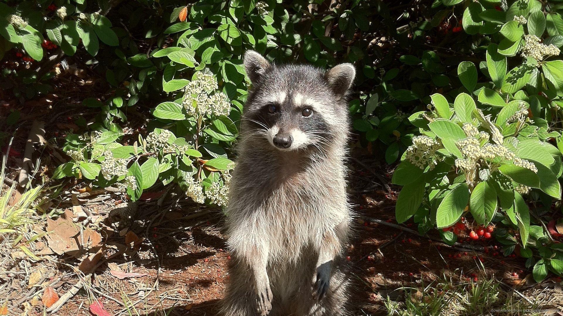 1920x1080 Download  Standing Raccoon Wallpaper, Desktop