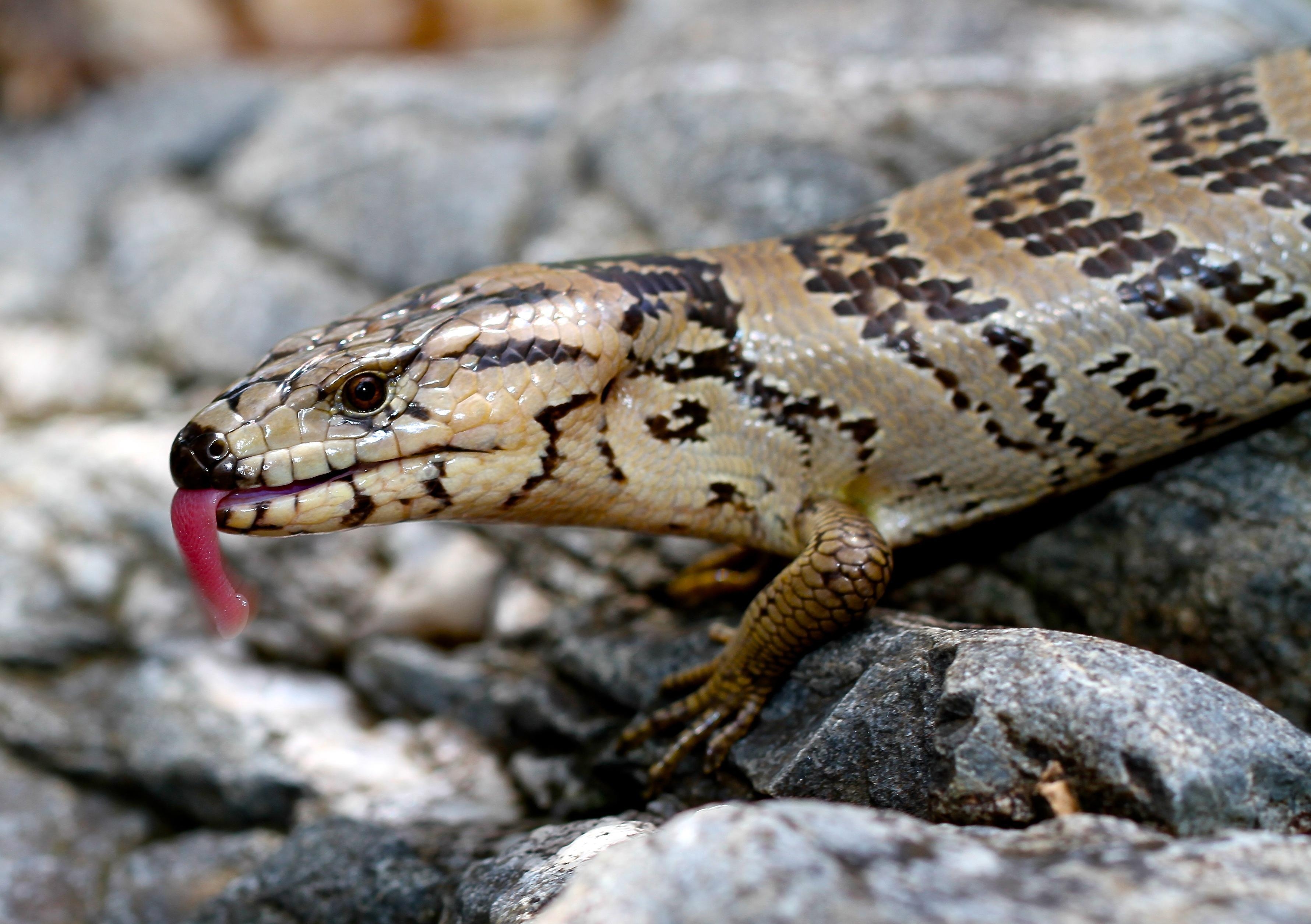 3570x2520 blue tongue skink background. blue tongue skink, Desktop