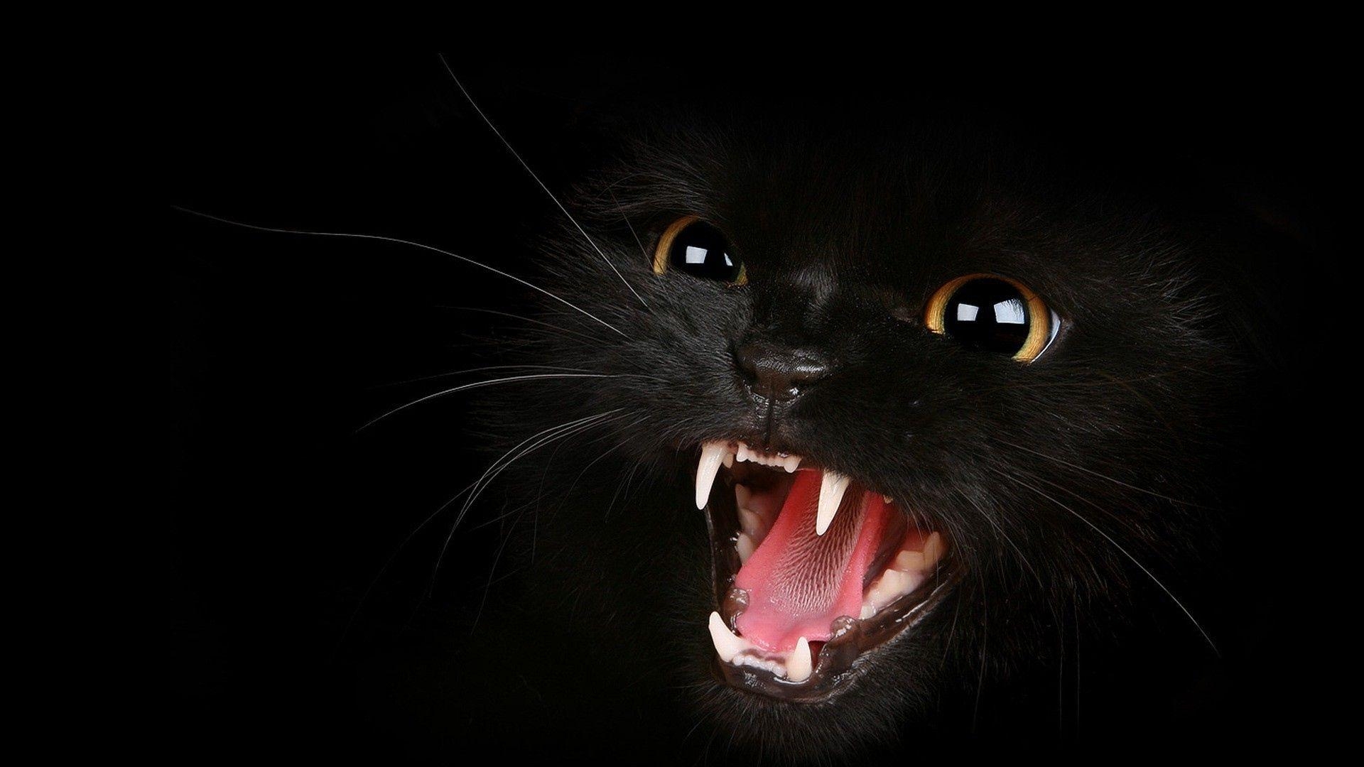 1920x1080 Download Wallpaper  Kitten, Black, Eyes, Aggression, Desktop