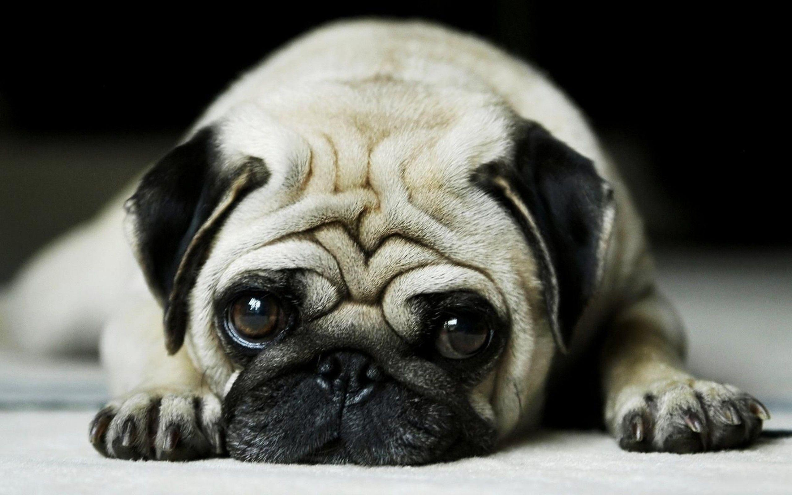 2560x1600 Most Downloaded Pug Wallpaper Full HD, Desktop