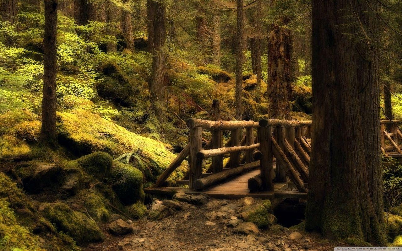 1280x800 Mystery Bridge Olympic National Park In Washington HD desktop, Desktop