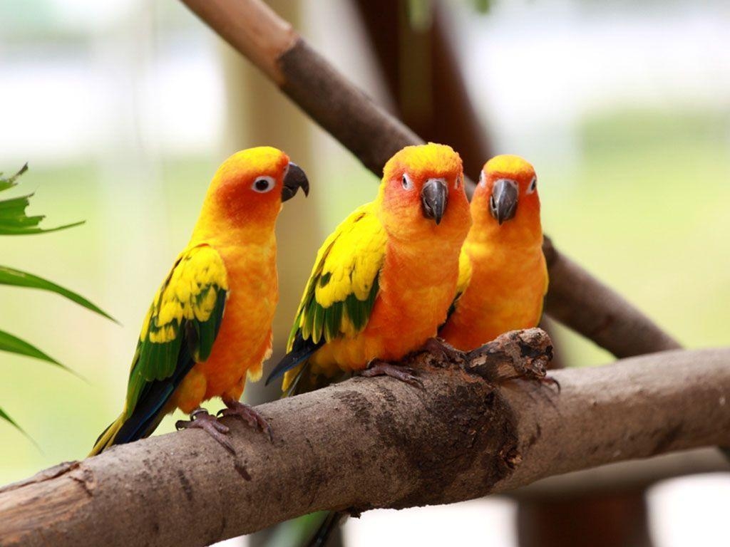 1030x770 Three Yellow Lovebirds Wallpaper 1024×768, Desktop