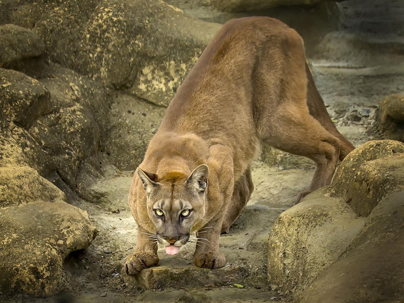 1370x1030 Image puma Big cats animal, Desktop