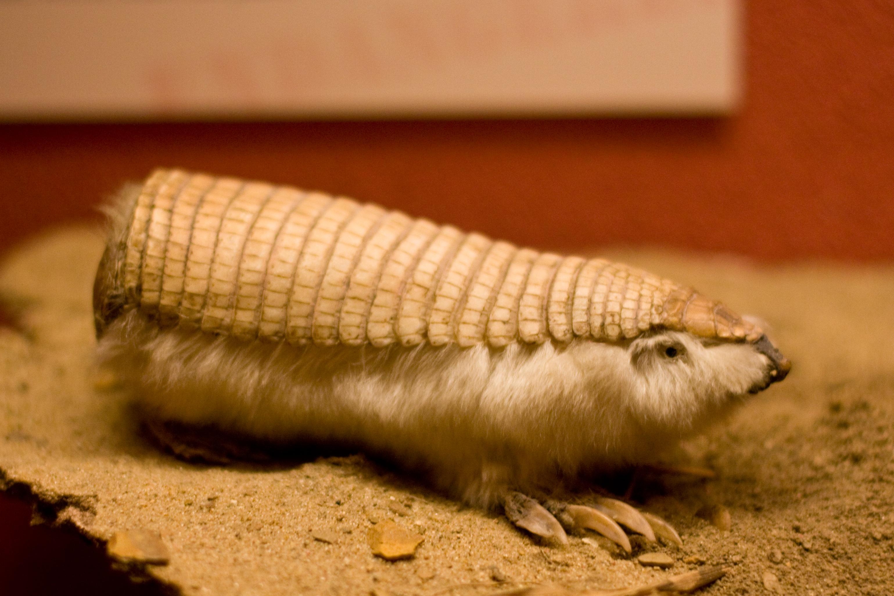 3080x2060 Armadillo HD Wallpaper and Background Image, Desktop