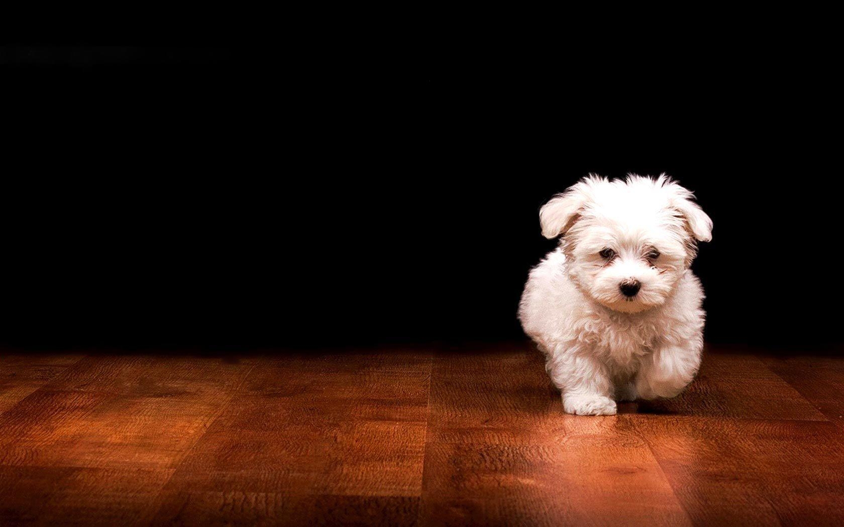 1680x1050 White fluffy puppy, Background, Picture, Photos, Laptop, Desktop