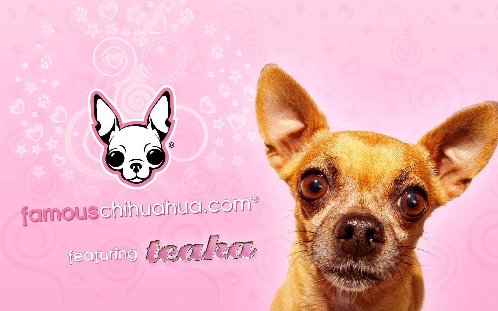 1920x1200 download free famous chihuahua wallpaper, Desktop