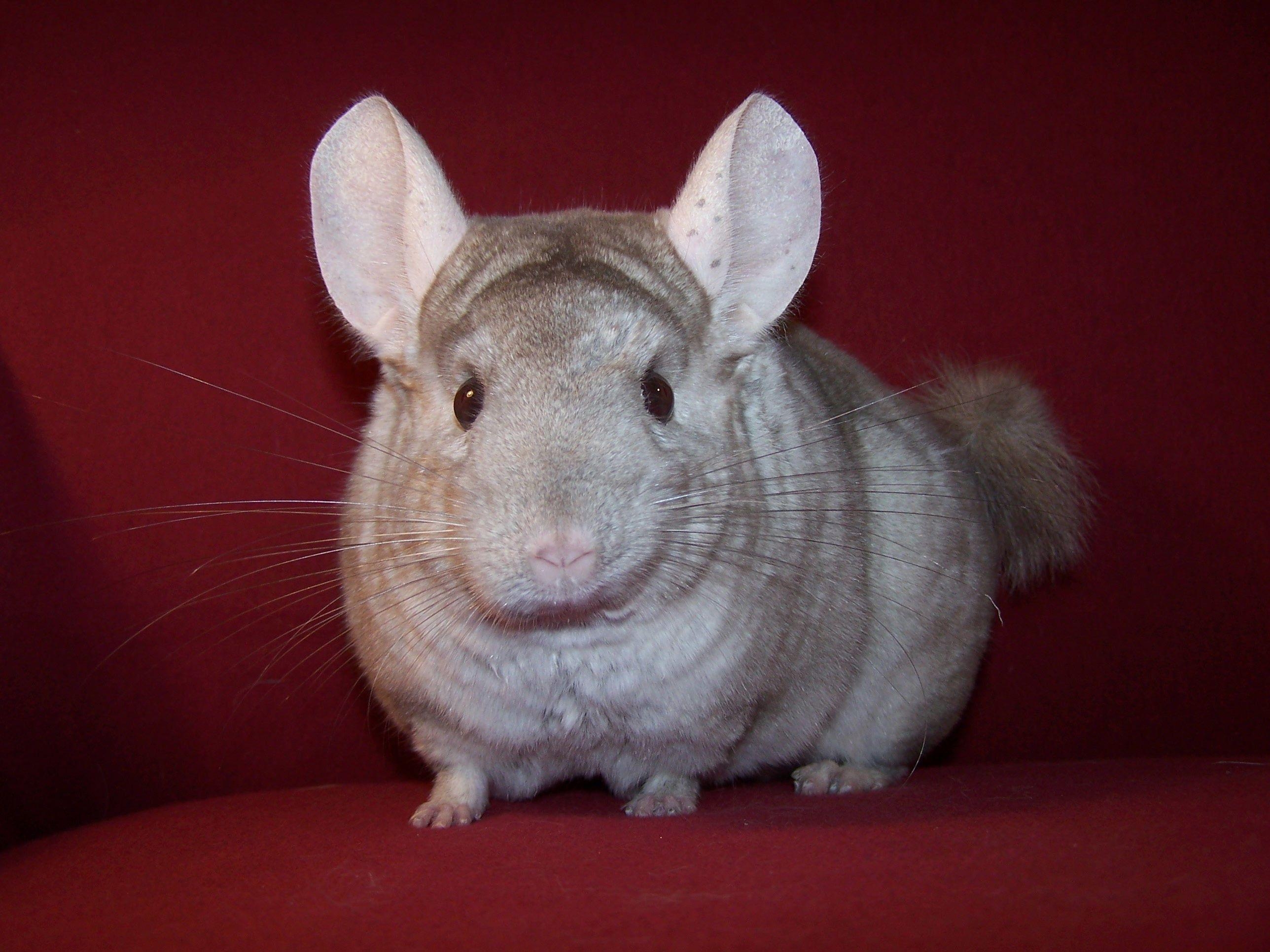 2580x1940 Chinchilla, High, Resolution, Widescreen, Desktop, Background, Desktop