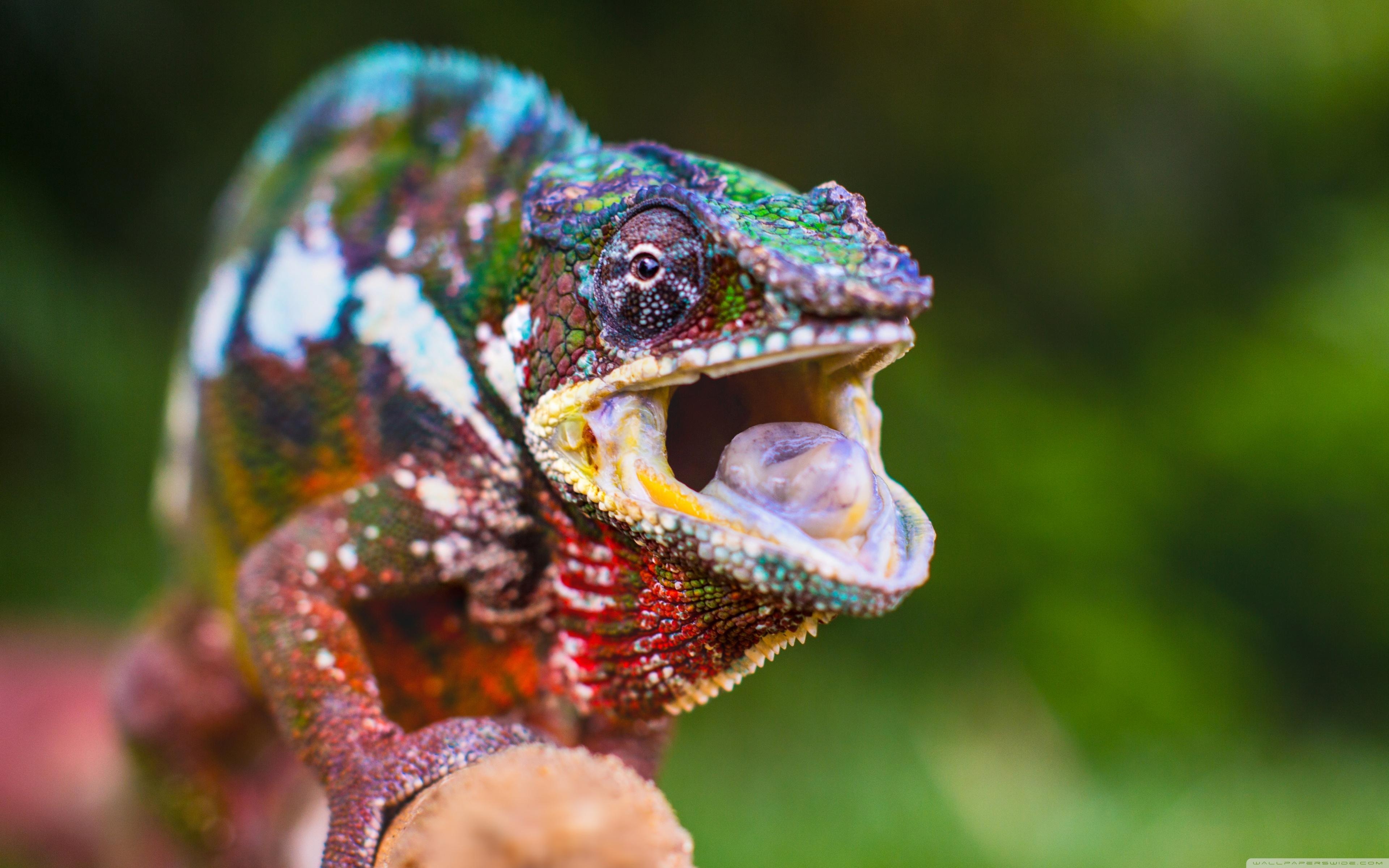 3840x2400 Chameleon Tongue ❤ 4K HD Desktop Wallpaper for 4K Ultra HD TV, Desktop