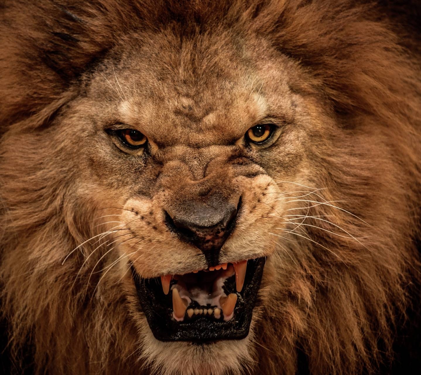 1440x1280 Angry Lion Wallpaper, Desktop