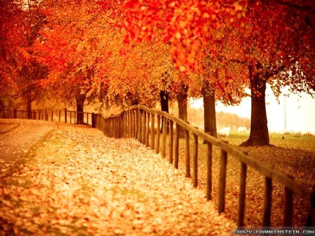 1030x770 Beautiful Autumn HD Wallpaper 3, Desktop