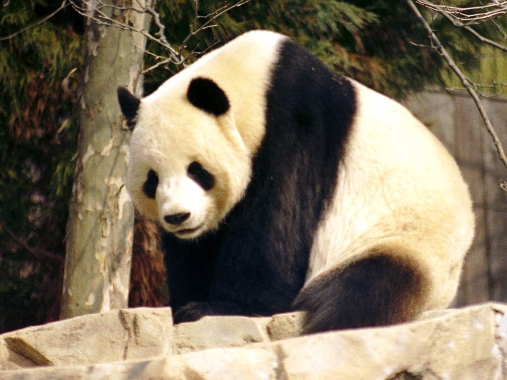 1030x770 Giant Panda Wallpaper and background, Desktop