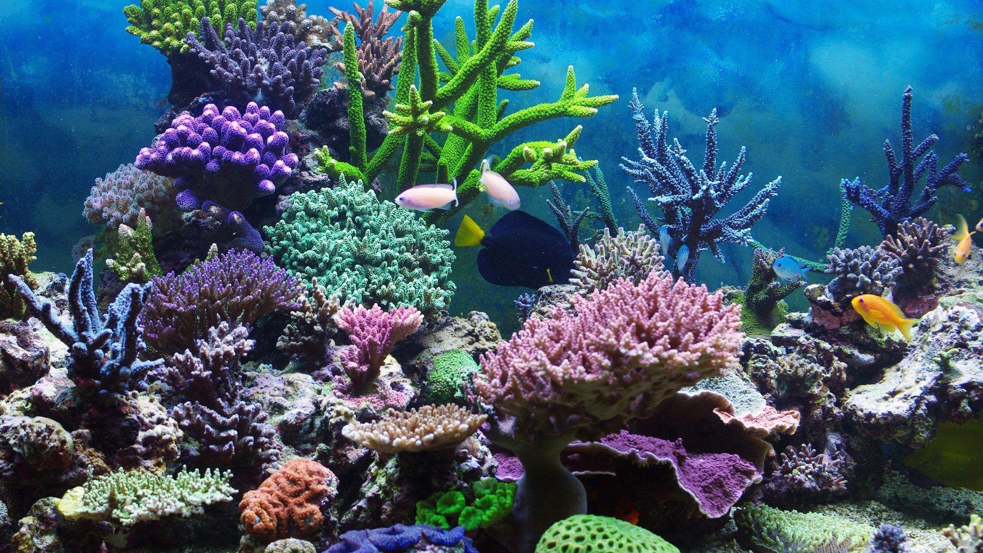 1920x1080 Coral Reefs: Underwater Reef Tropical Coral Ocean Wallpaper, Desktop