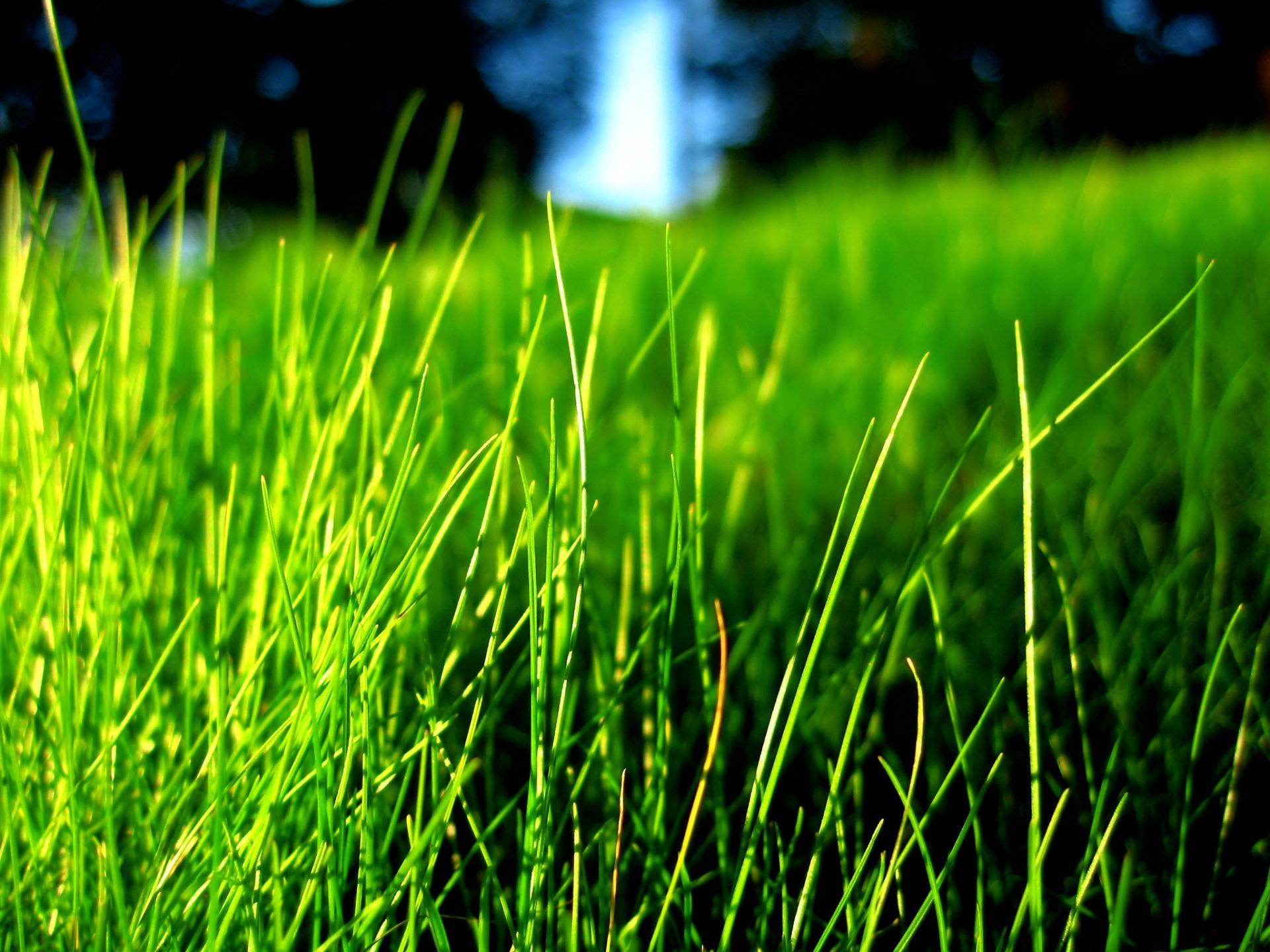 1920x1440 Grass Wallpaper Plants Nature Wallpaper in jpg format for free download, Desktop