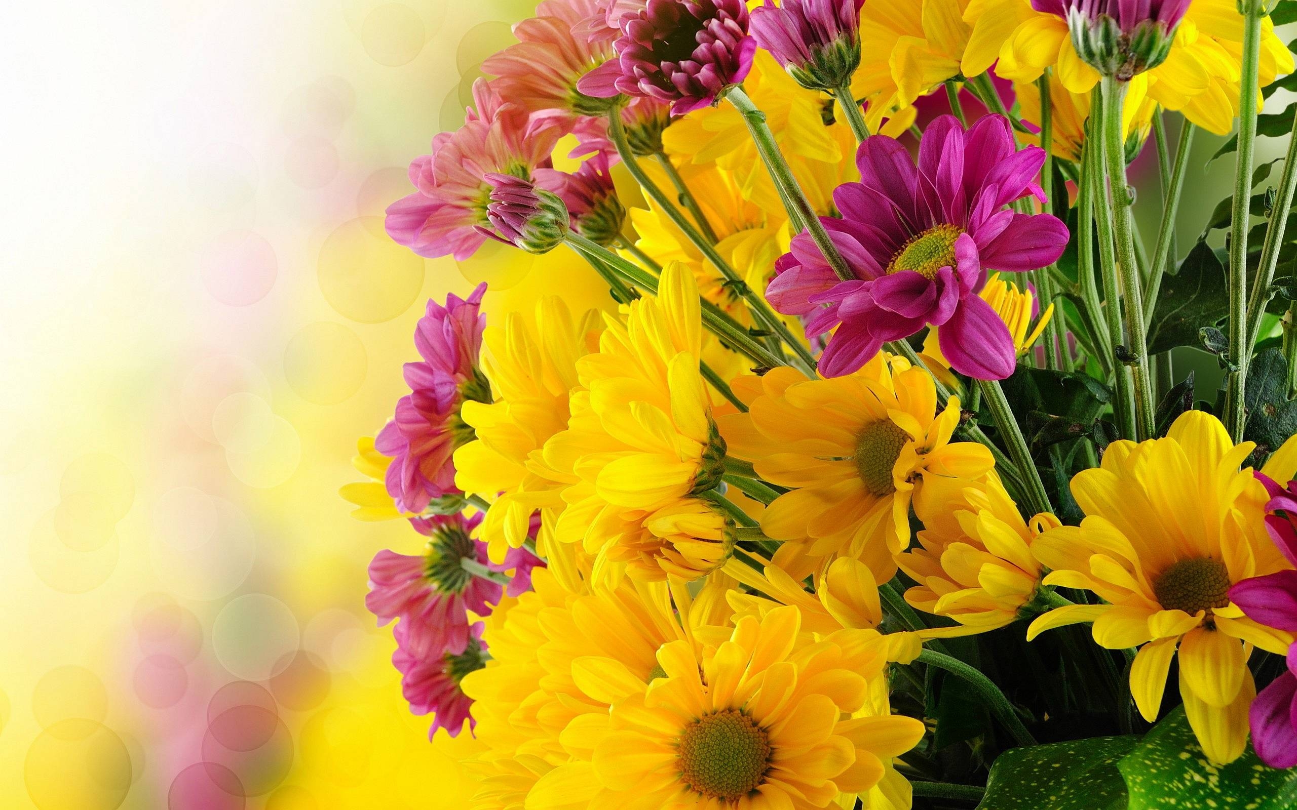 2560x1600 Yellow Flowers Wallpaper 16775  px, Desktop