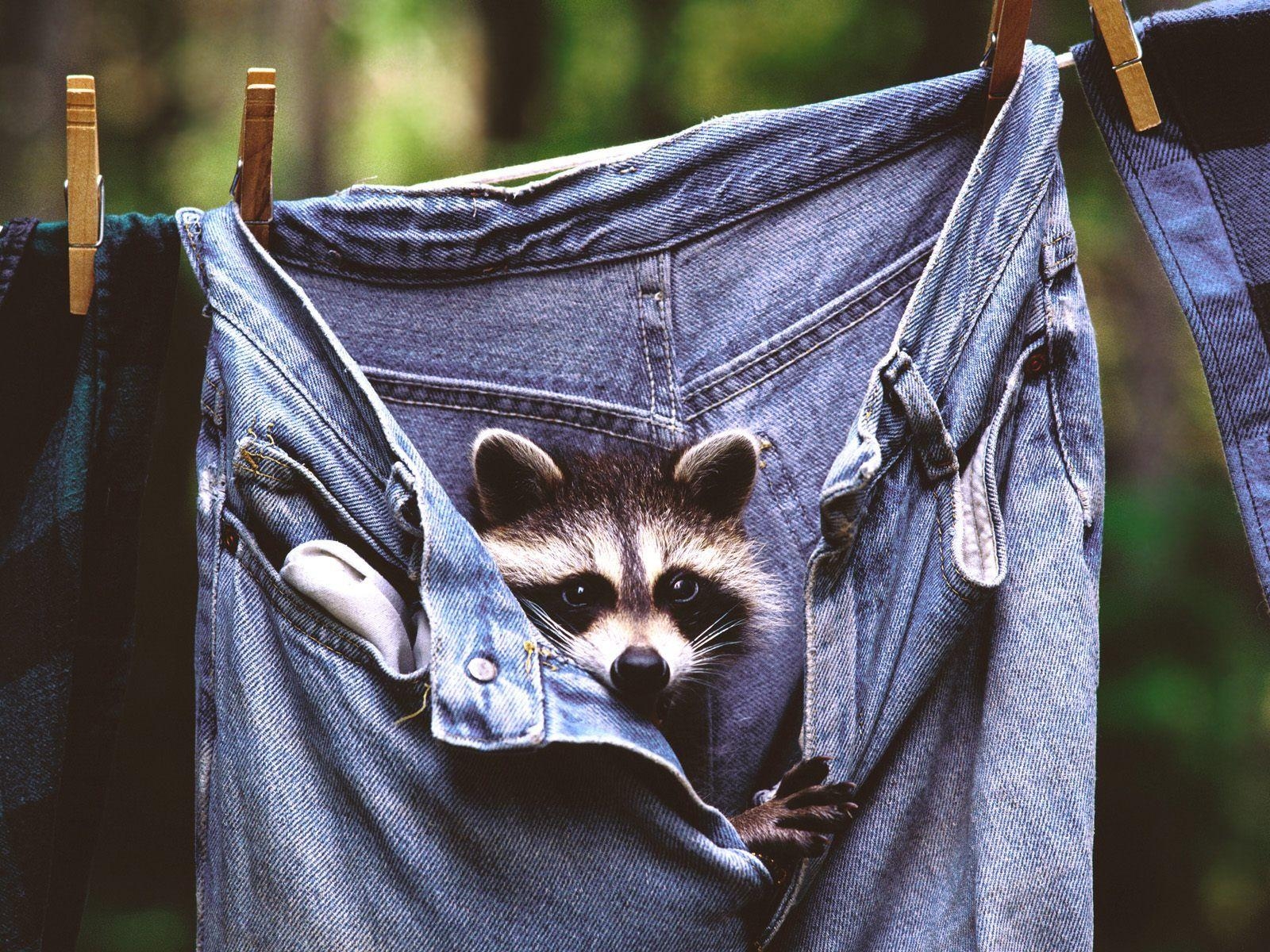 1600x1200 jeans, animals, raccoons wallpaper, Desktop