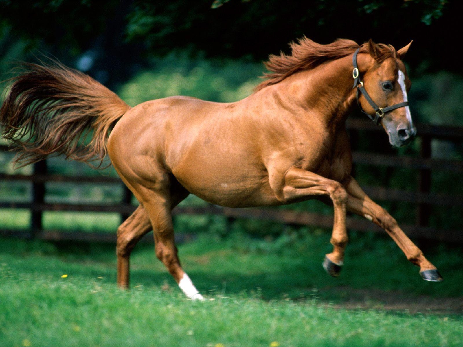 1600x1200 Running Horses Wallpaper for Desktop Background. horse beauty, Desktop