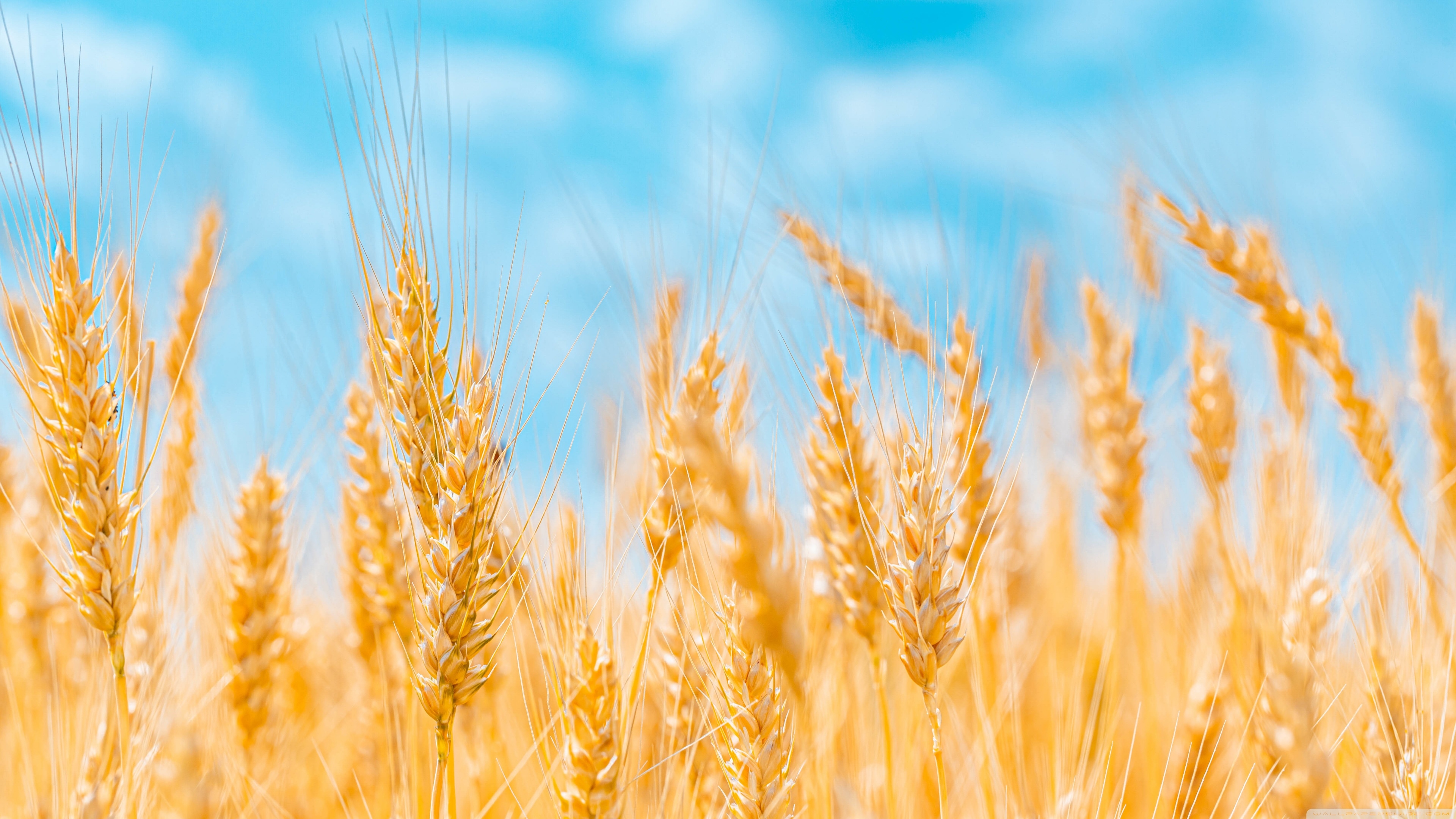 3840x2160 Golden Ears of Wheat, Blue Sky Ultra HD Desktop Background Wallpaper for 4K UHD TV, Widescreen & UltraWide Desktop & Laptop, Tablet, Desktop