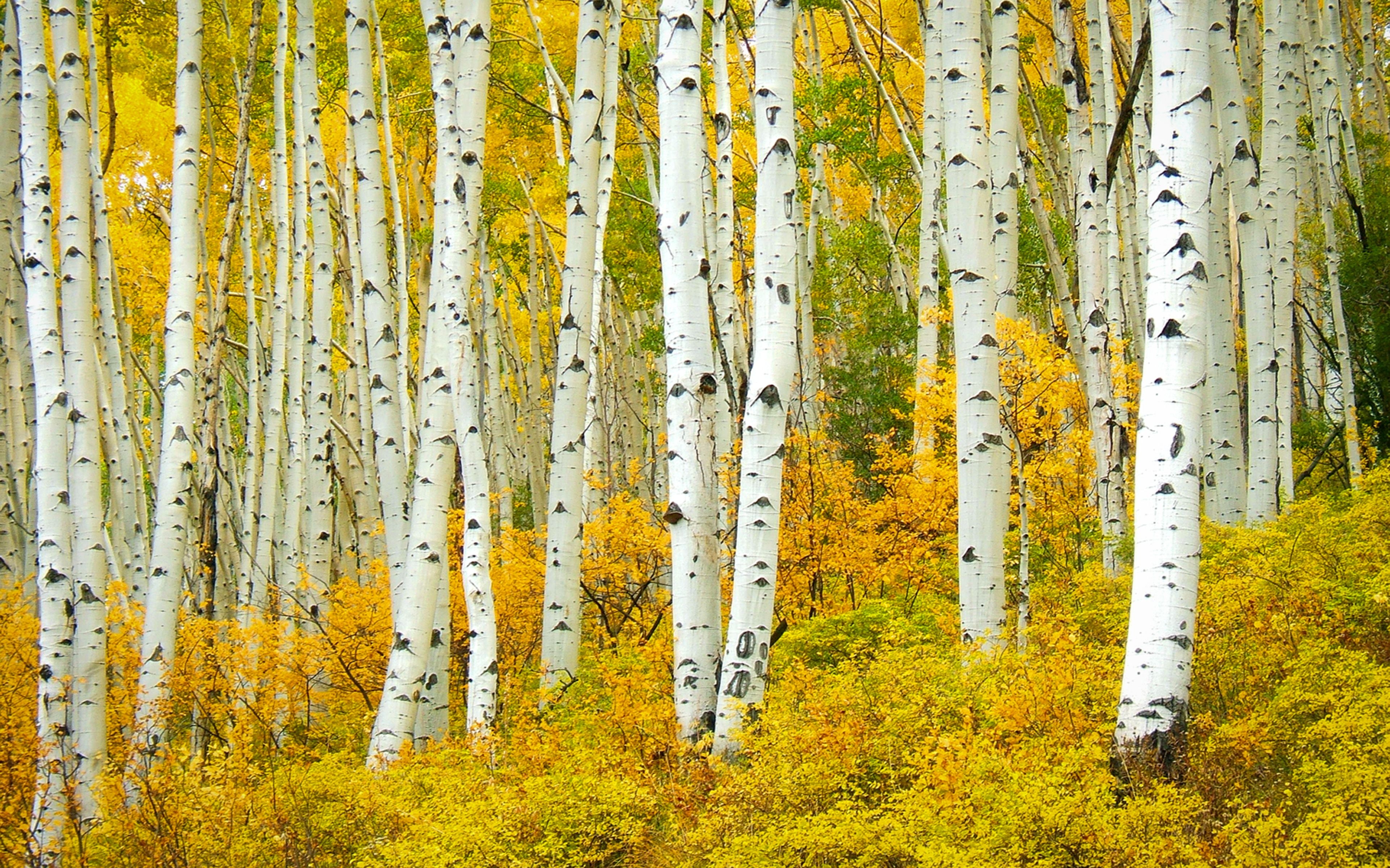 3840x2400 Flagstaff Aspen Trees In Fall HD Wallpaper, Desktop