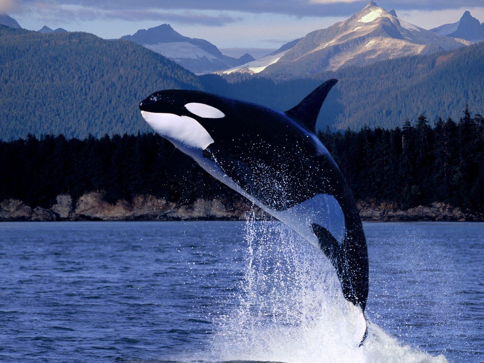 1600x1200 Whale Jumping HD Wallpaper Wallpaper Inn, Desktop