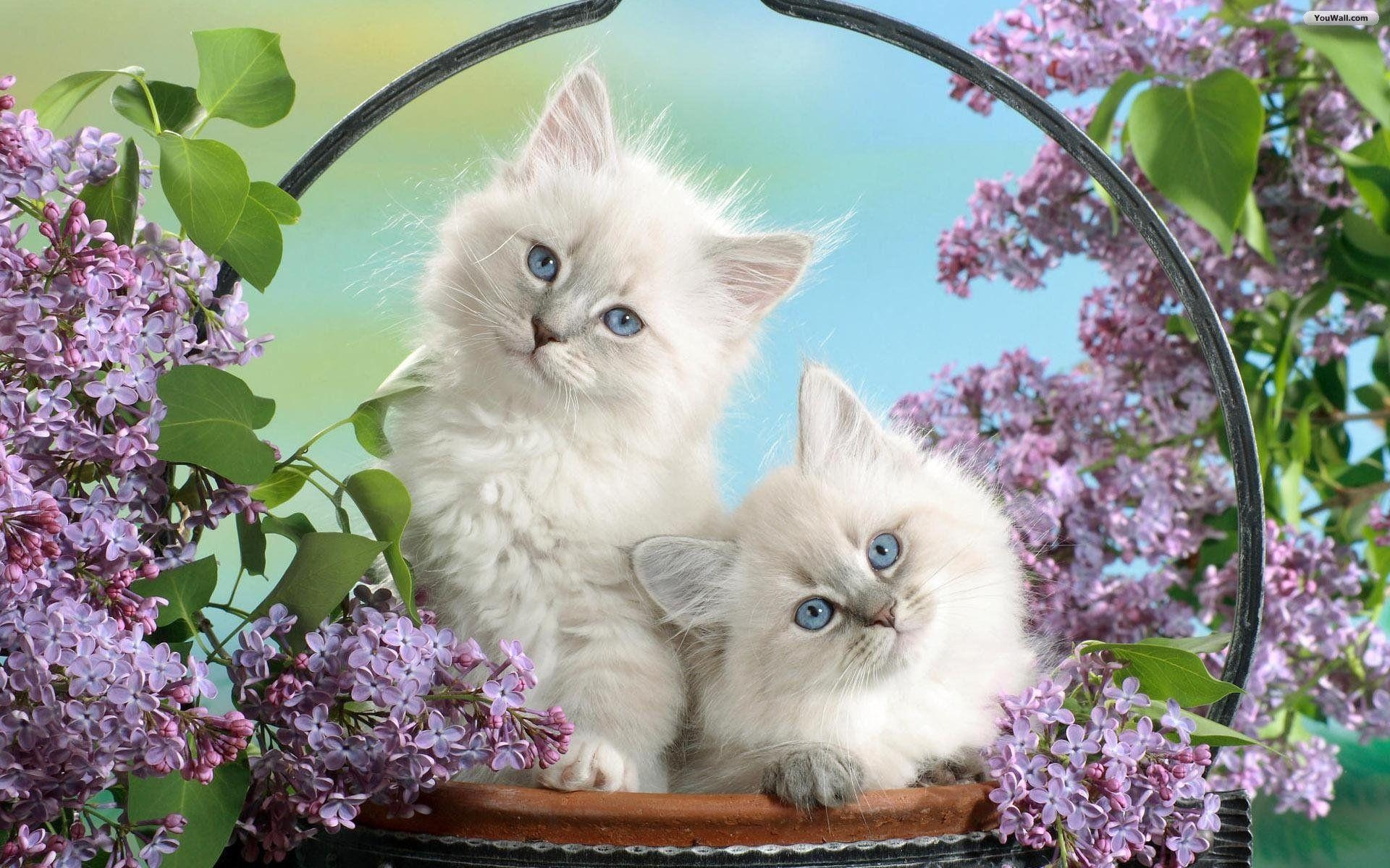 1920x1200 Couple White Cat Wallpaper. Hdwidescreens, Desktop