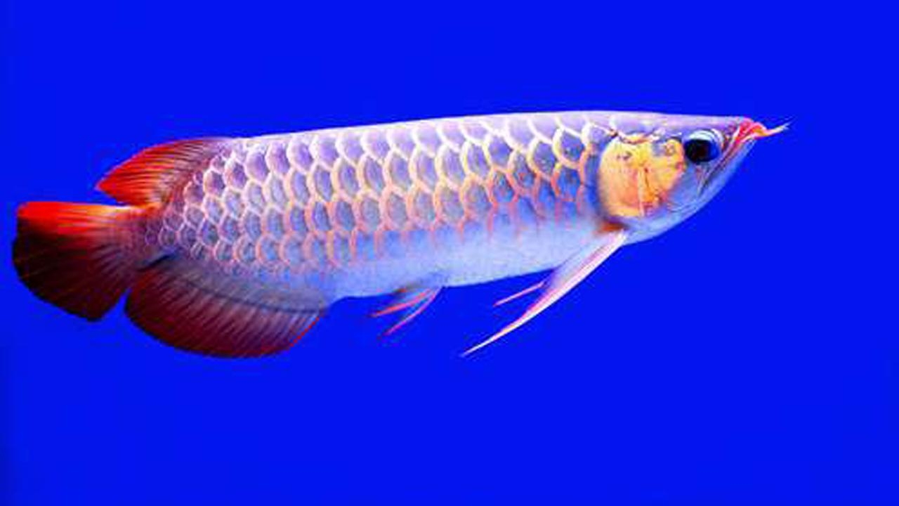 1280x720 Arowana Fish Live HD Wallpaper for Android, Desktop