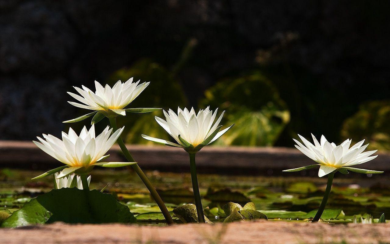 1280x800 White Water Lily wallpaper, Desktop