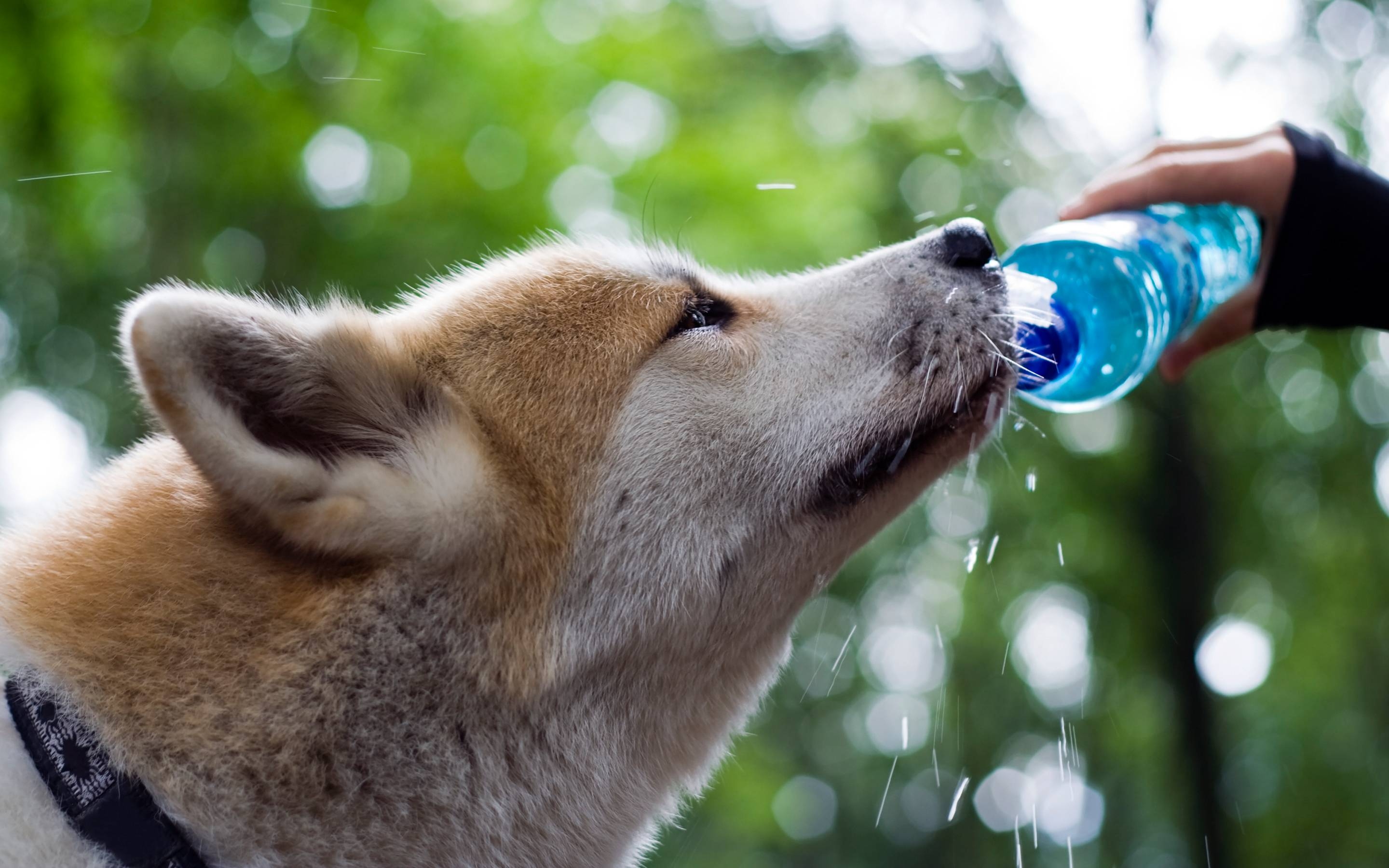 2880x1800 Shiba Inu Computer Wallpaper, Desktop Background  Id, Desktop