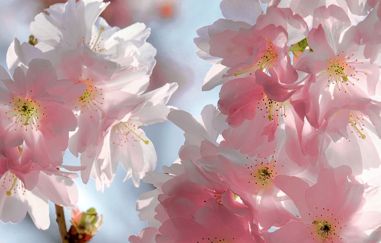 1340x850 Wallpaper the sky, flowers, branches, cherry, beauty, spring, petals, Sakura, gentle, pink, buds, flowering, sky, pink, flowers, blue background image for desktop, section цветы, Desktop