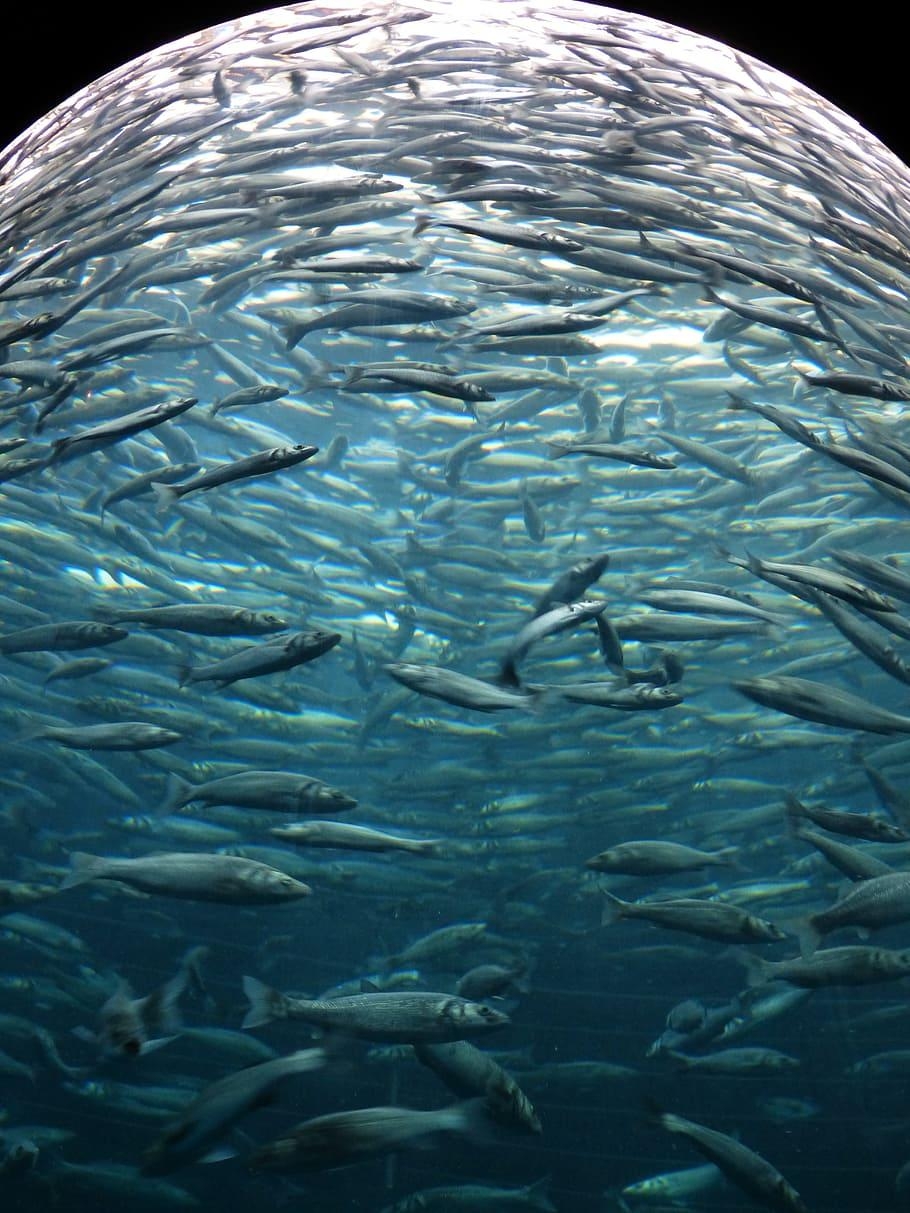 910x1220 HD wallpaper: sardines, fish, swarm, glass cylinder, Phone