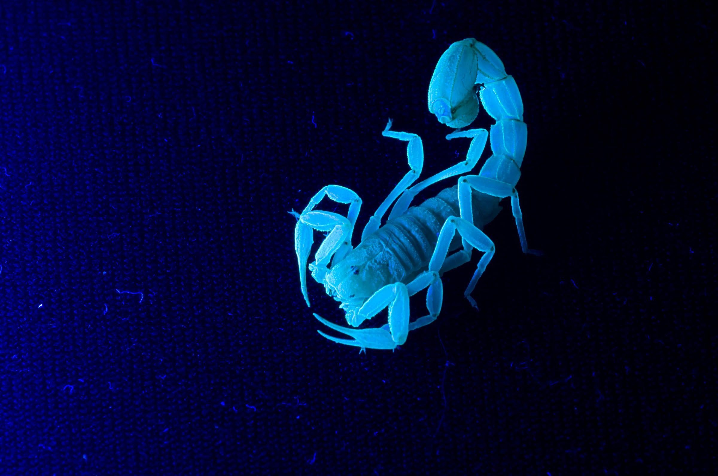 2400x1600 Desktop Background Picture Scorpion Tribal Tattoo E Wallpaper, Desktop