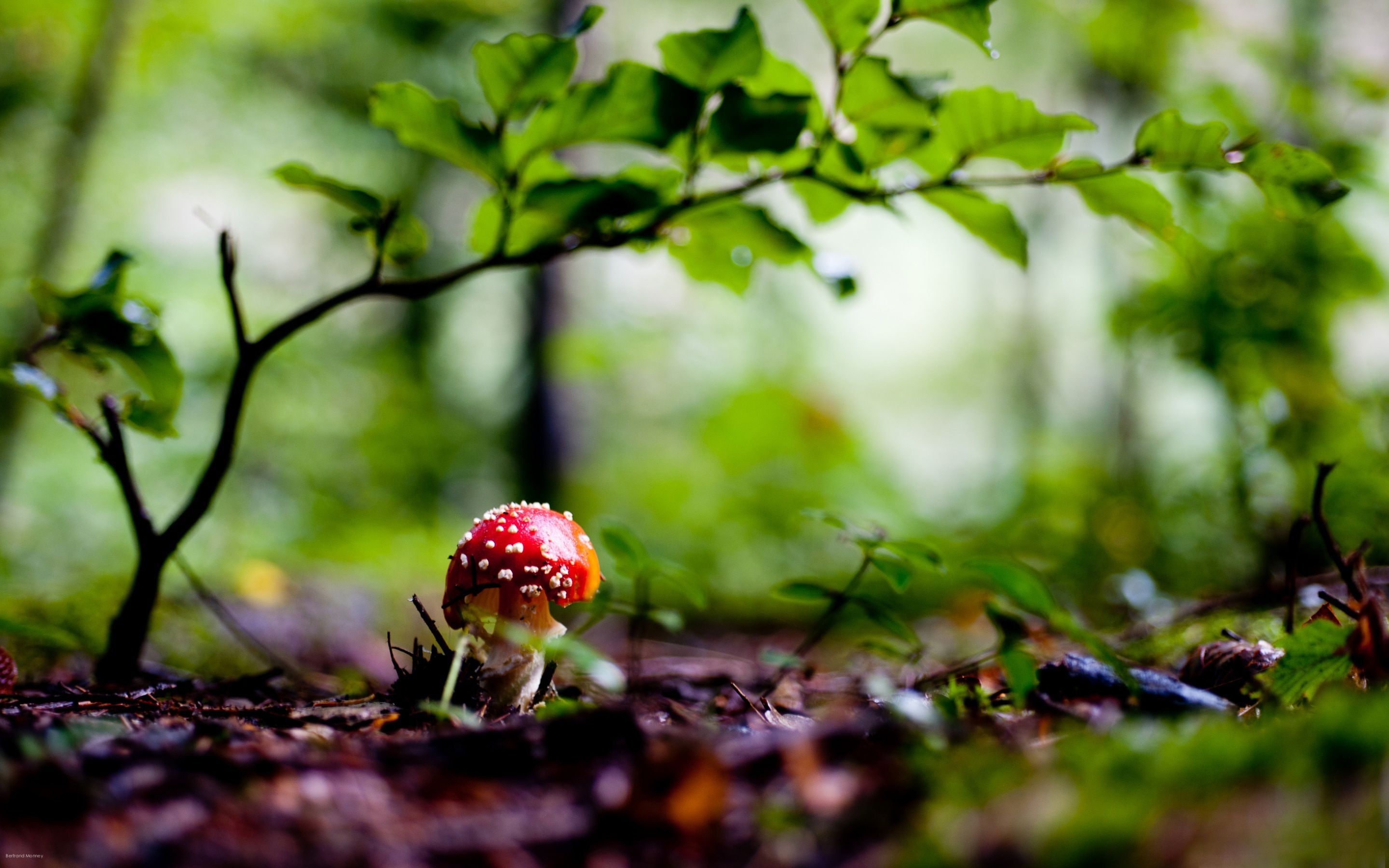 2880x1800 Undergrowth Wallpaper Ultra HD 4k, HD Wallpaper, Desktop