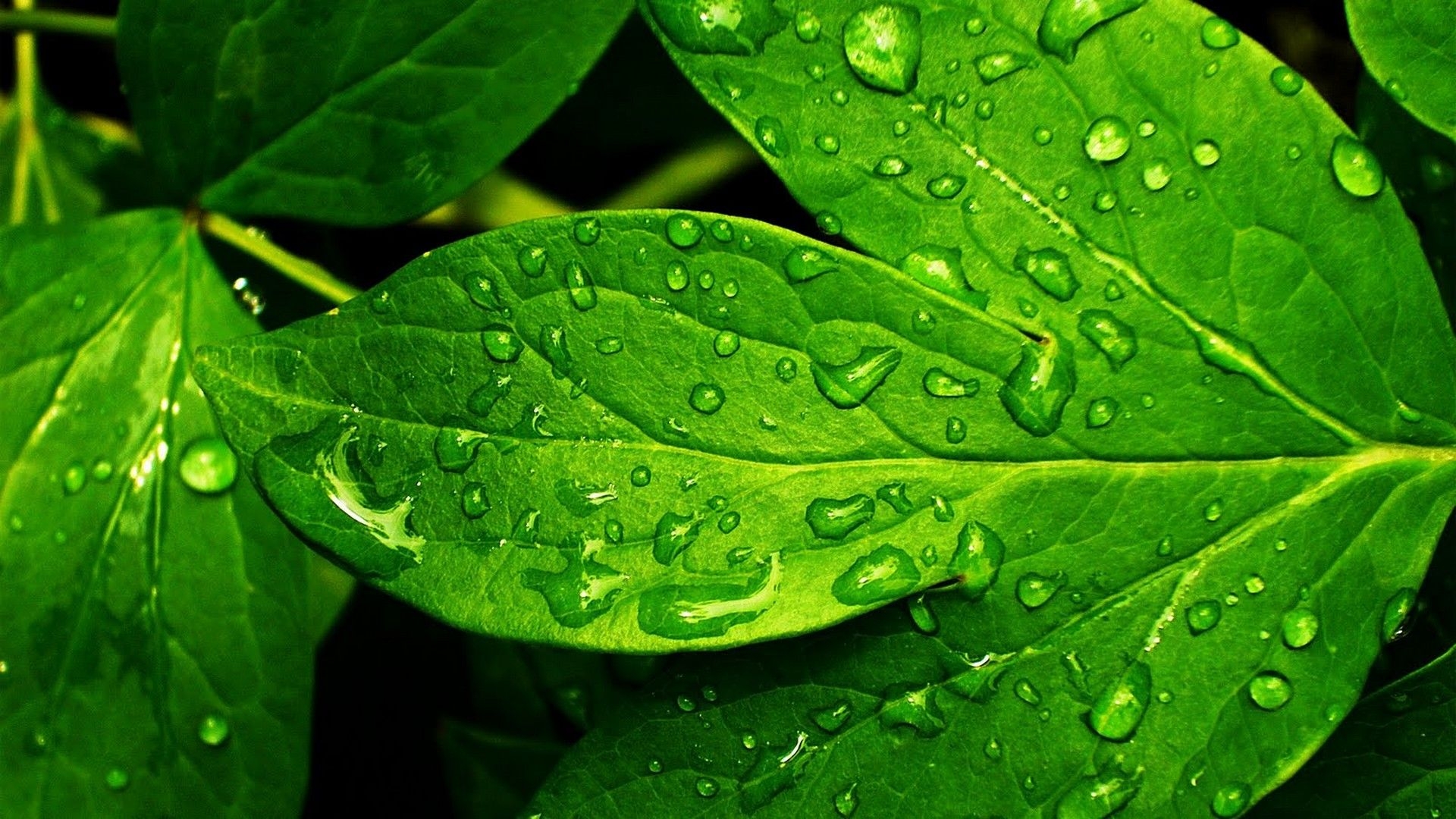 1920x1080 Green Leaf Background Wallpaper HD Live Wallpaper HD, Desktop