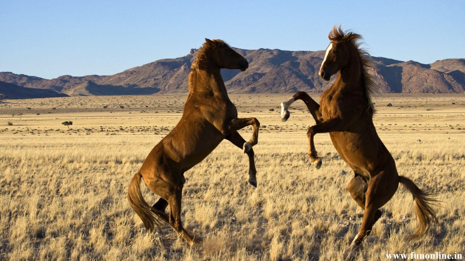 1600x900 Wild Horse Background, Desktop