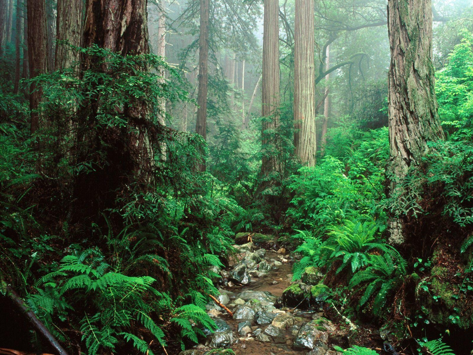 1600x1200 Redwoods forest mount free desktop background wallpaper image, Desktop