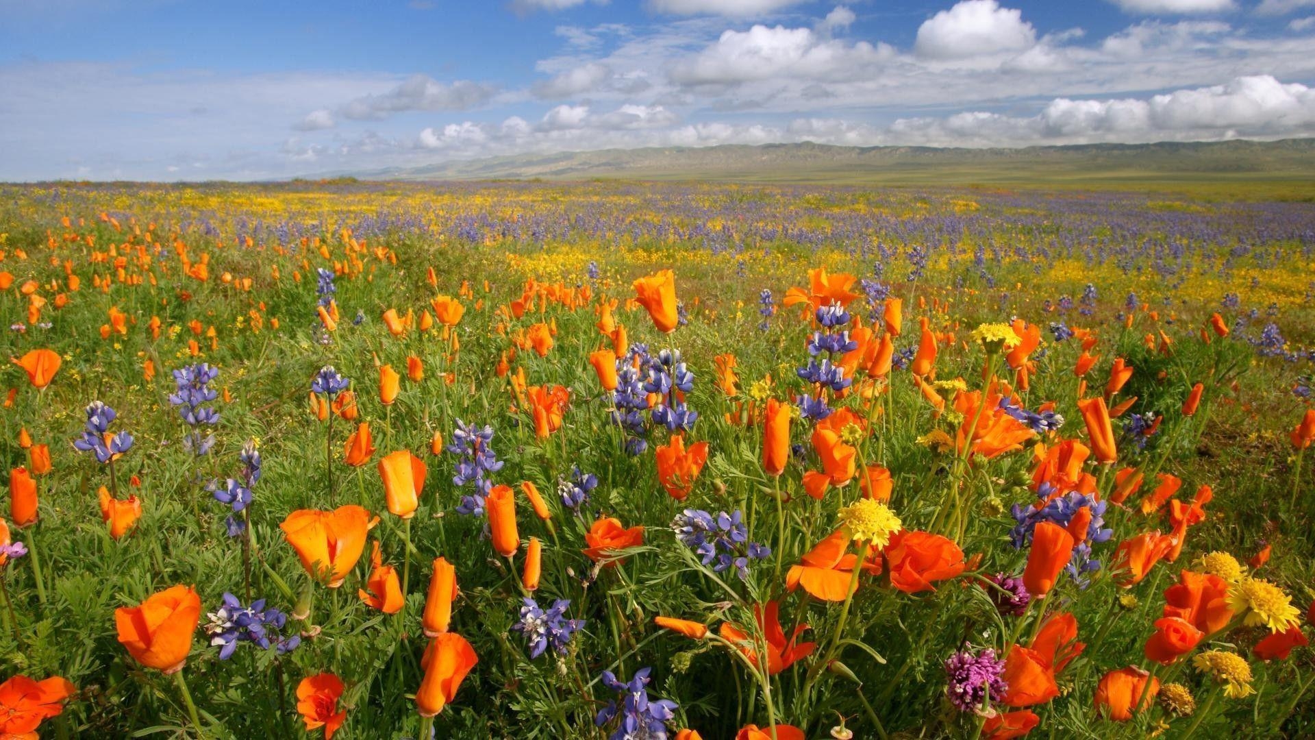 1920x1080 California national monument meadows orange plain poppies, Desktop