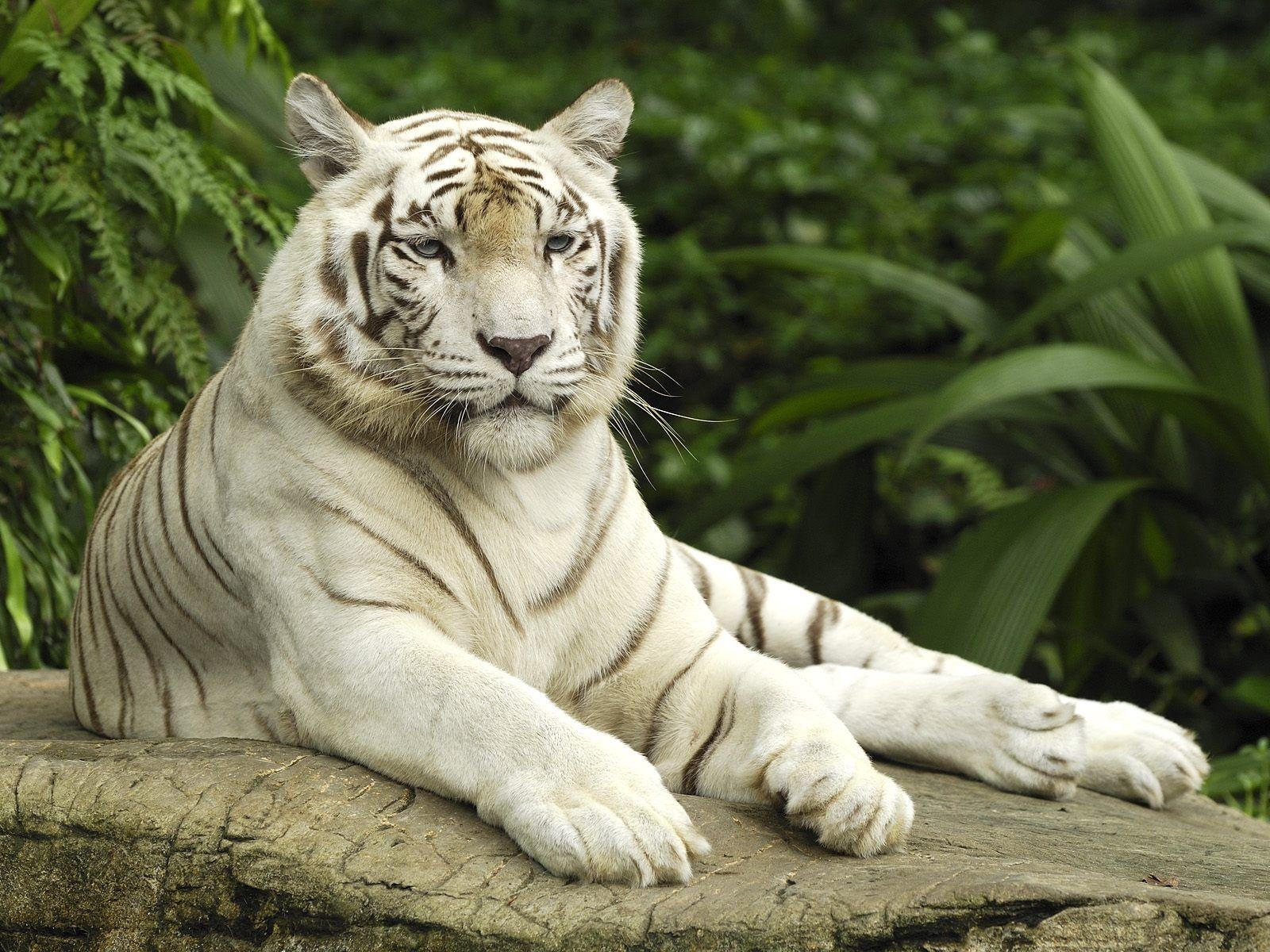 1600x1200 White Tigers Beautiful Latest HD Picture Wallpaper 2013, Desktop