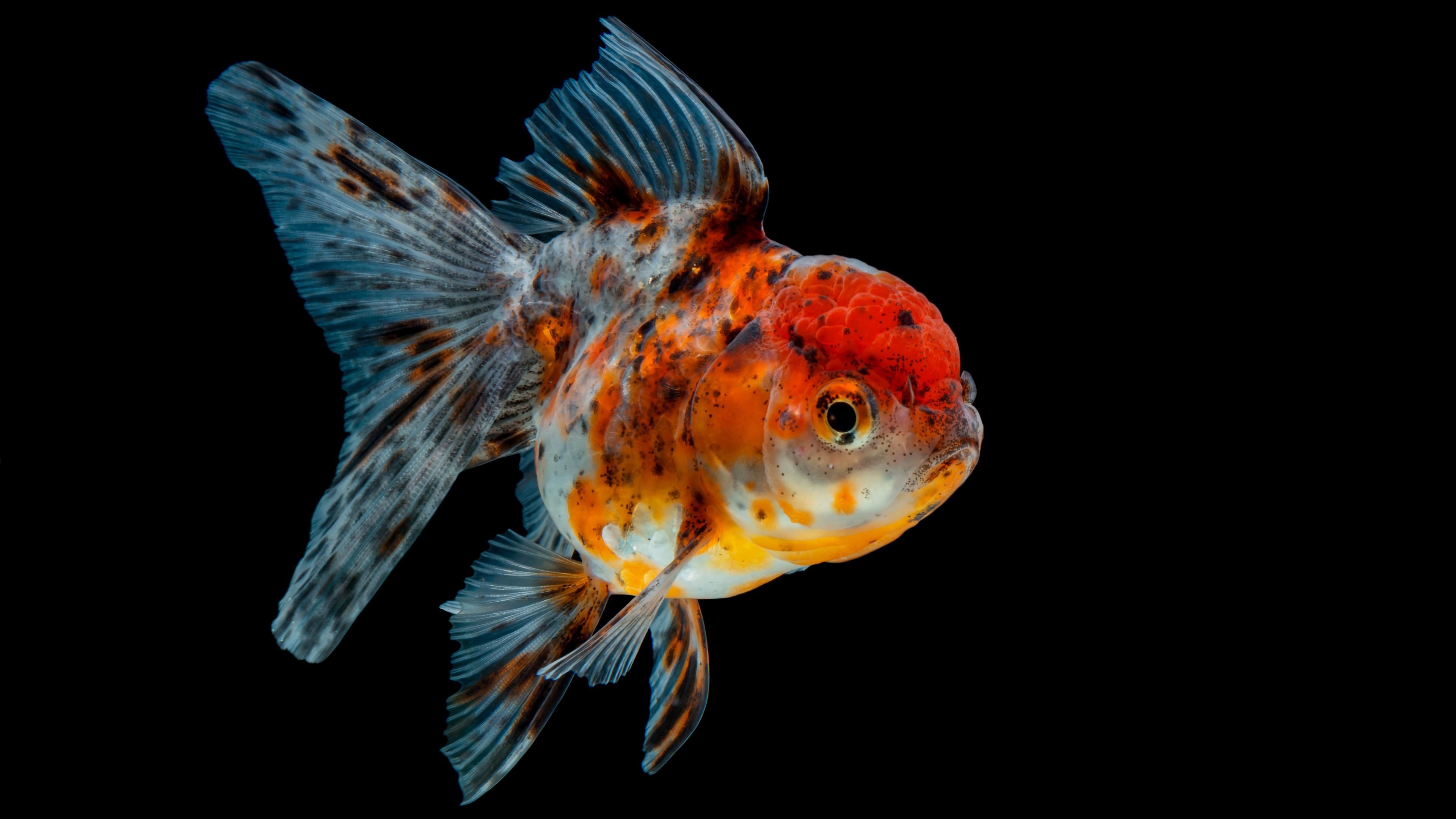 3840x2160 Goldfish 4K UltraHD Wallpaper. Wallpaper Studio 10, Desktop