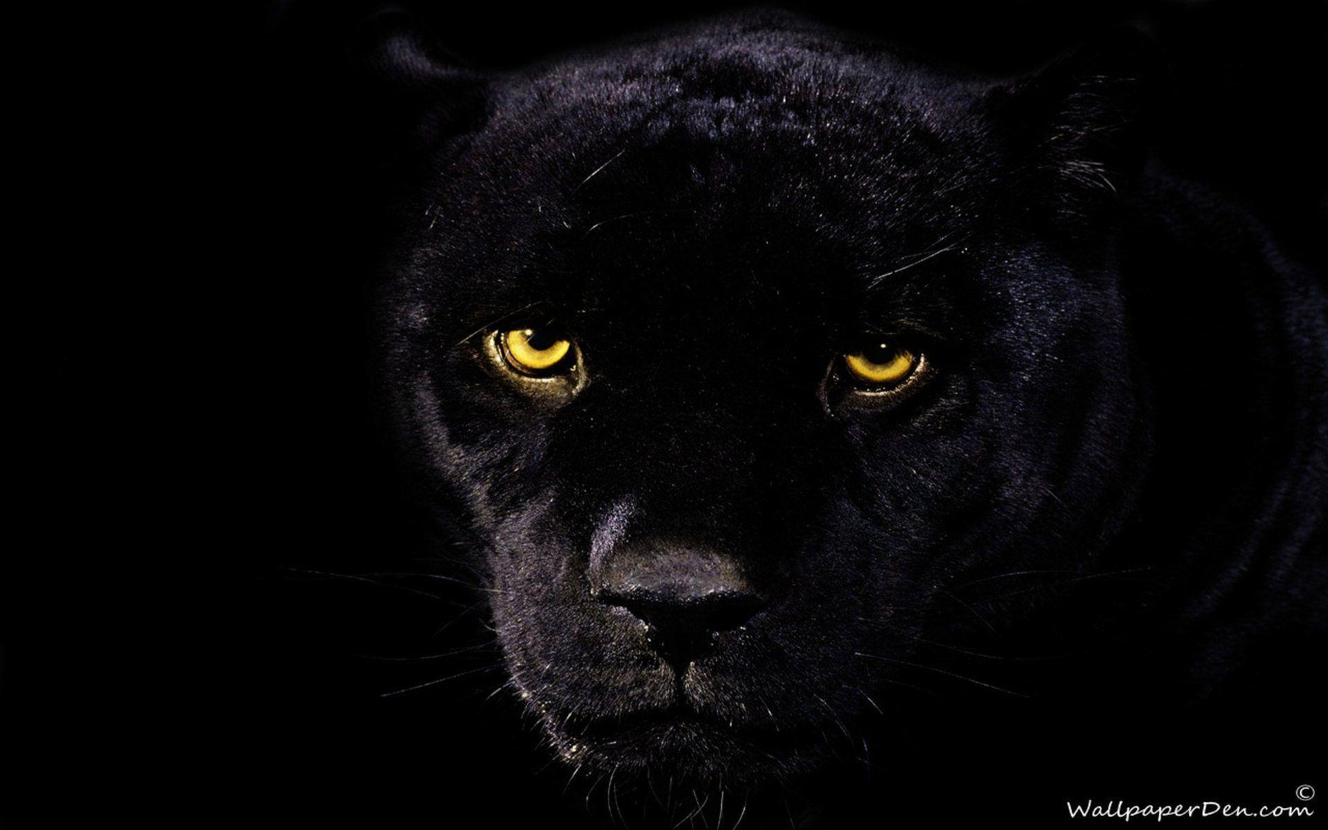 1920x1200 Panther Wallpaper Animal Spot, Desktop