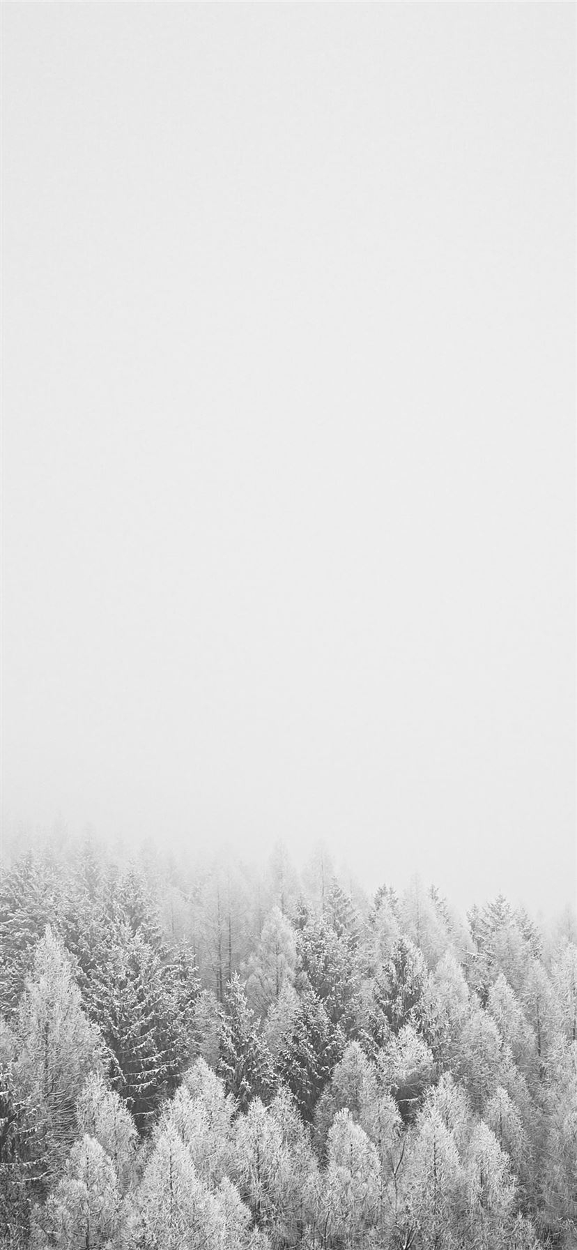 830x1800 snow covered trees during daytime iPhone 11 Wallpaper Free Download, Phone