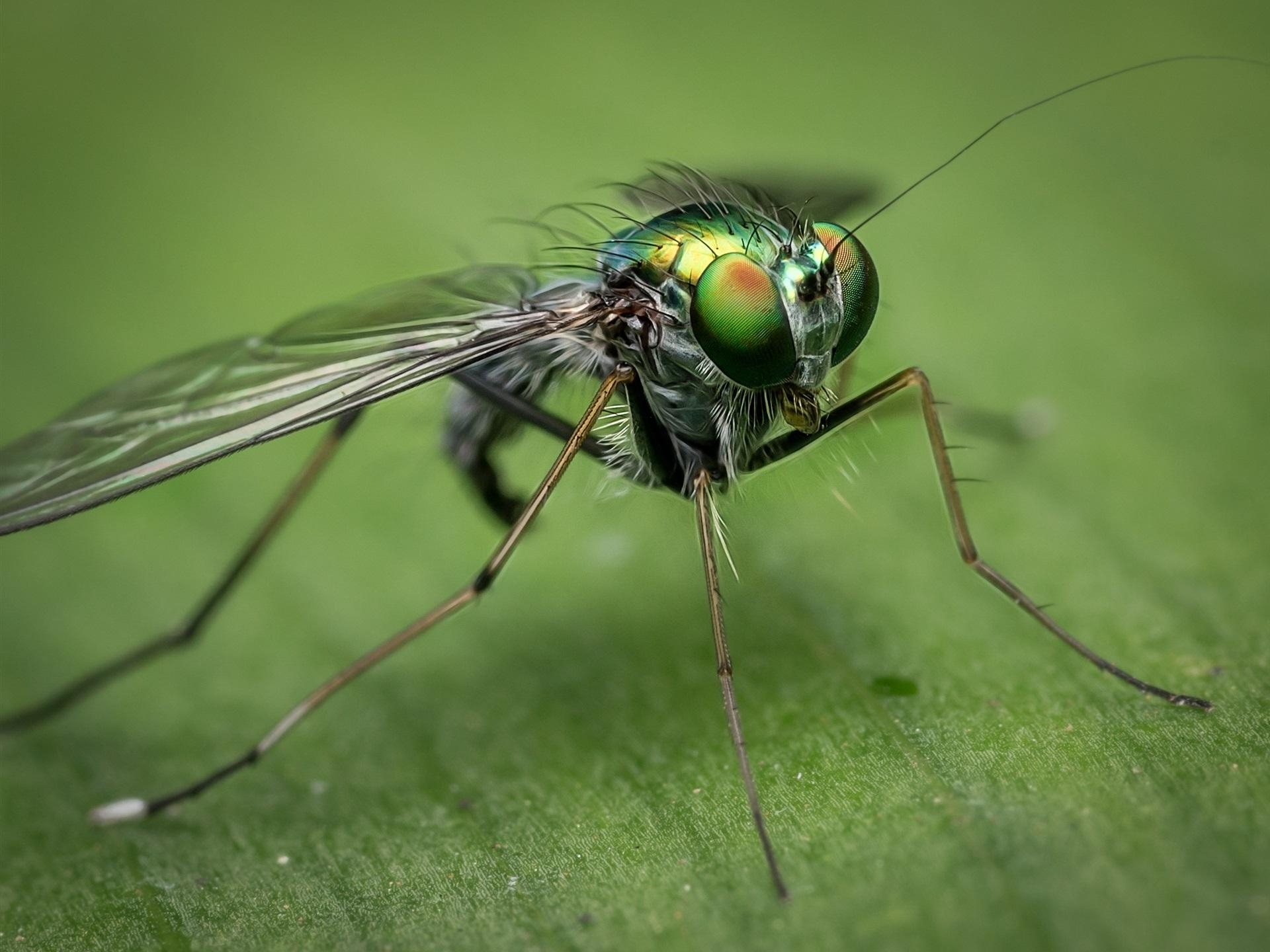 1920x1440 Wallpaper Insect Close Up, Housefly, Eyes, Wings, Desktop