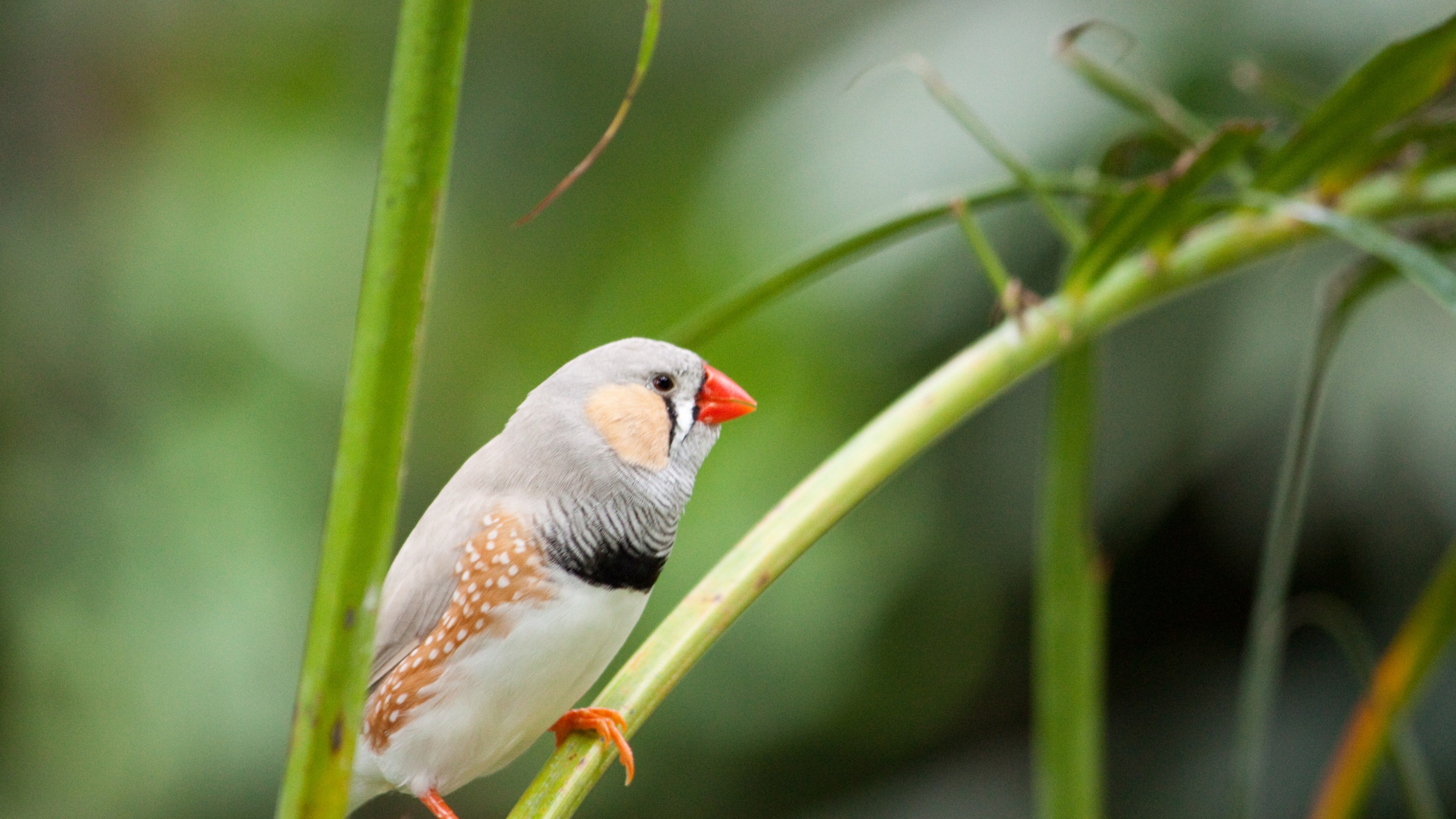 3840x2160 Wallpaper zebra finch, bird, 4k, Animals, Desktop