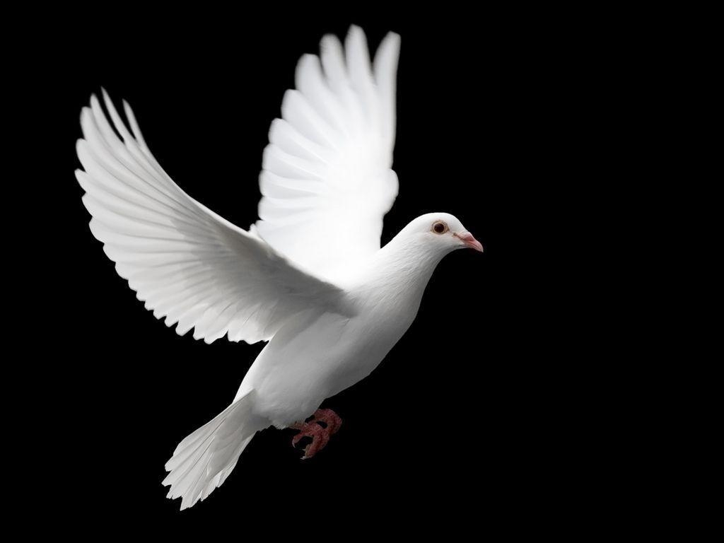 1030x770 White Dove Wallpaper Animal, Desktop