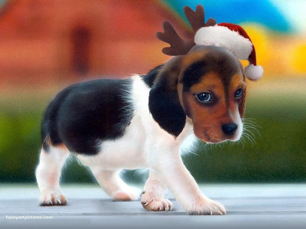 1030x770 Funny Animal Holiday Wallpaper Free Desktop. I HD Image, Desktop