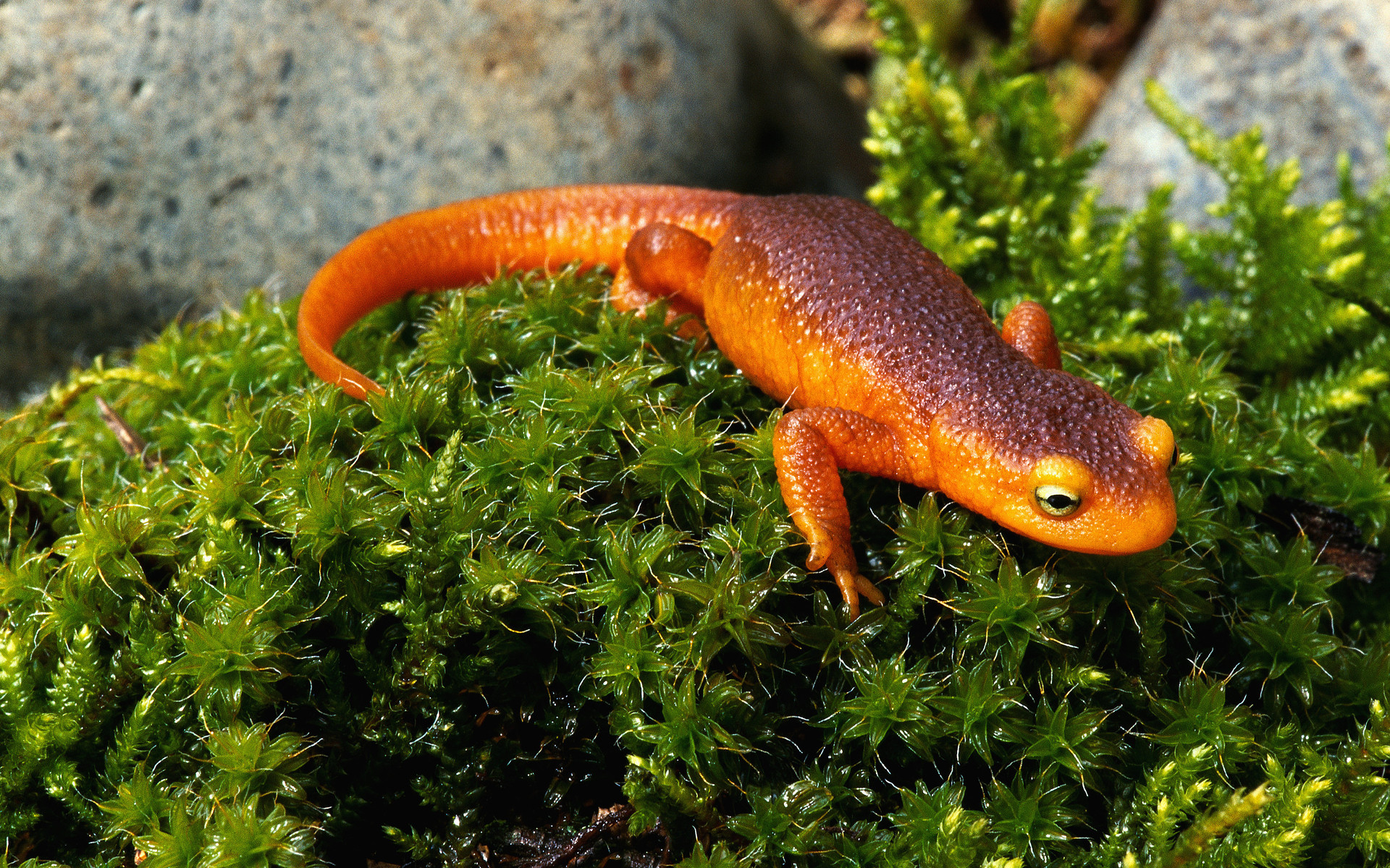 1920x1200 Salamander HD Wallpaper, Desktop