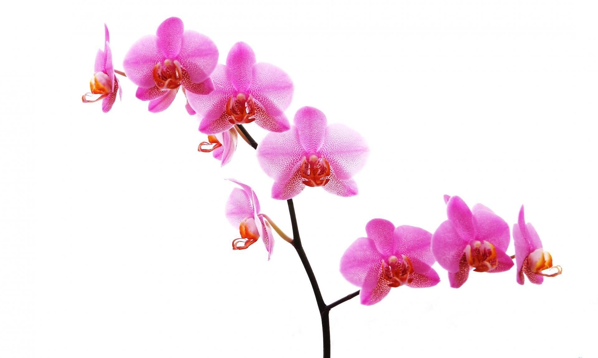 1920x1150 344.9 Kb, v.0.4. PO. Pink Orchid, Desktop