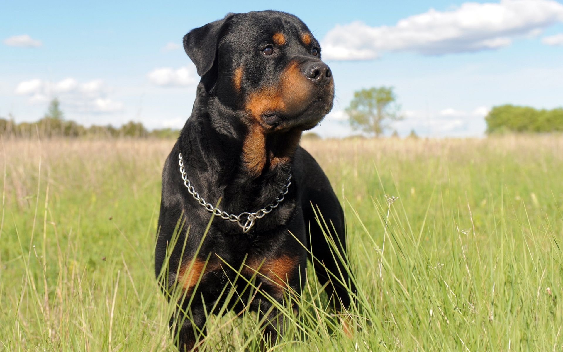 1920x1200 Rottweiler Wallpaper, Desktop