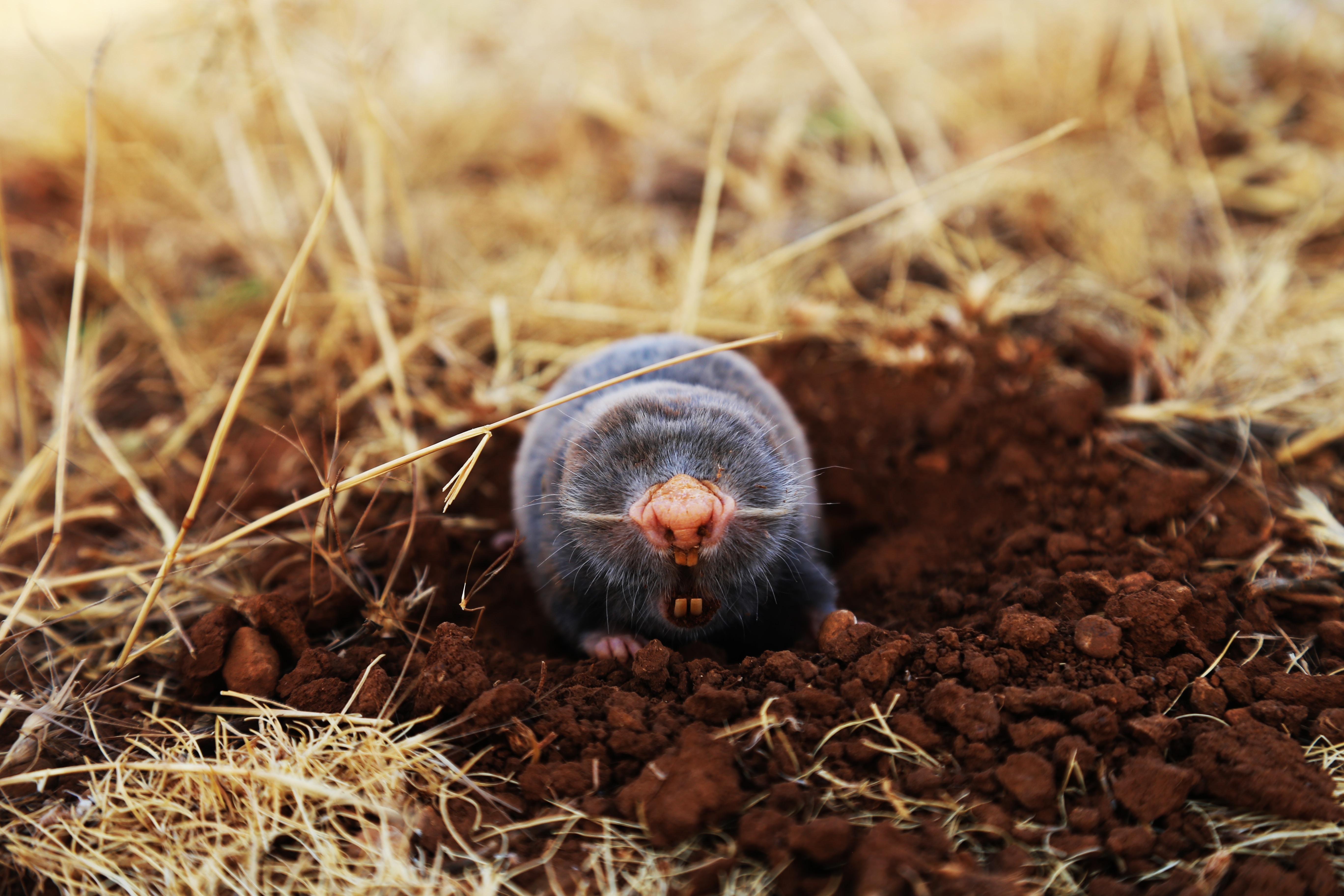 5480x3650 Mole Picture. Download Free Image, Desktop