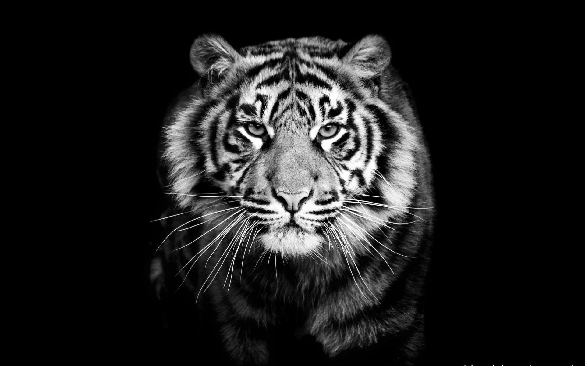 1920x1200 Black and White Animal Wallpaper, Desktop