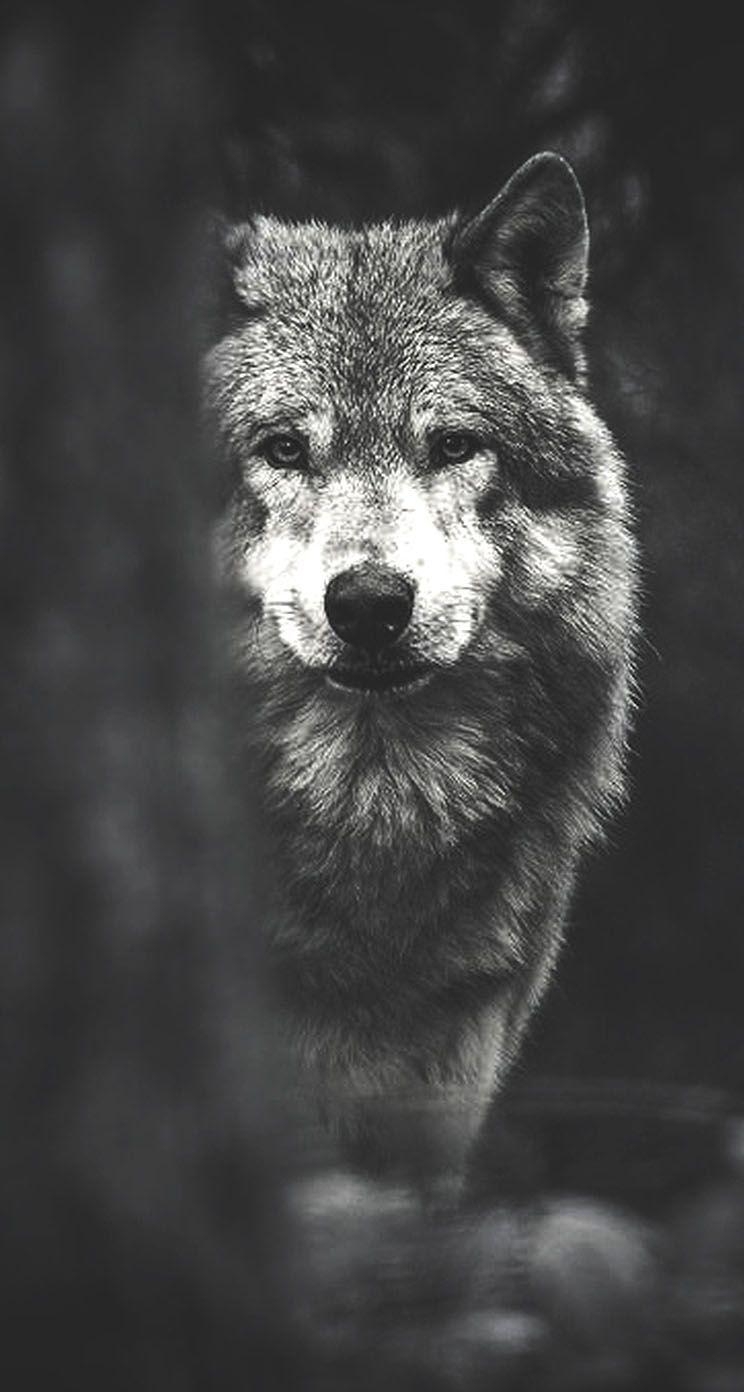 750x1400 Wolf iPhone Wallpaper Free Wolf iPhone Background, Phone