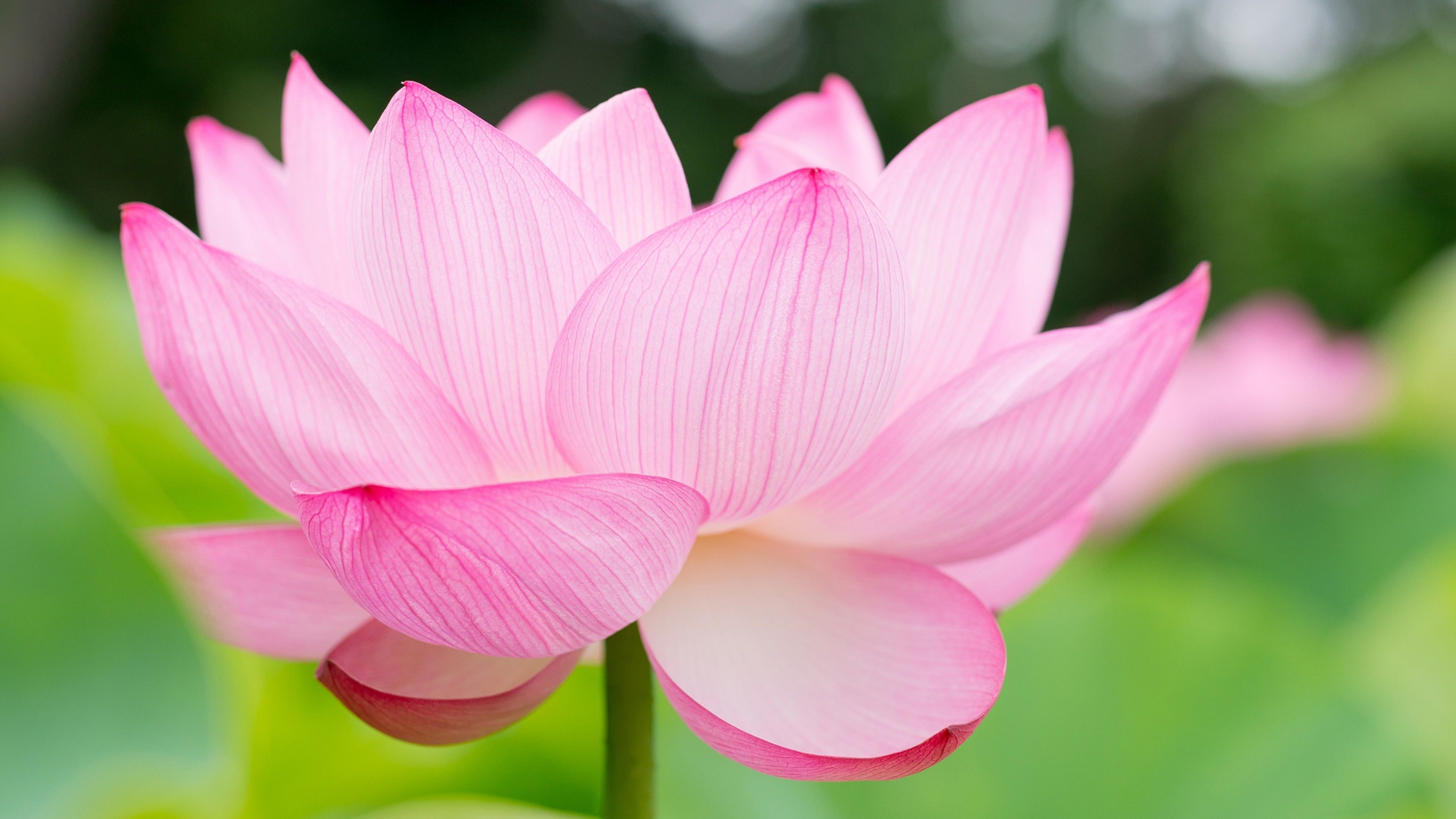 3840x2160 Wallpaper lotus, flower, 4k, Nature, Desktop